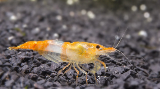 Orange Rili Shrimp