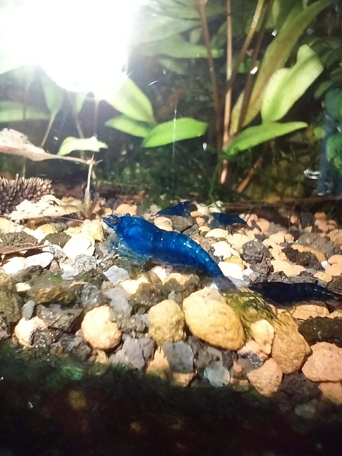 Unlock Exclusive Deals: 12 Premium Homebred Blue Dream Shrimp with Bonus Moss and Single Delivery Fee