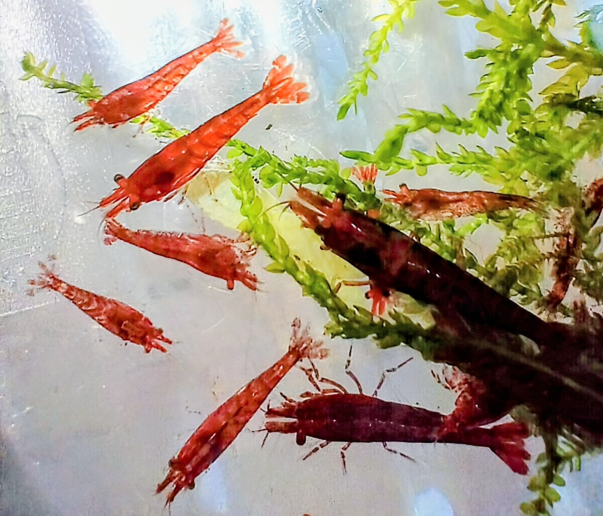 Exclusive Offer: 12 Home-Bred Red Cherry Shrimp with Free Moss & Single Delivery Charge