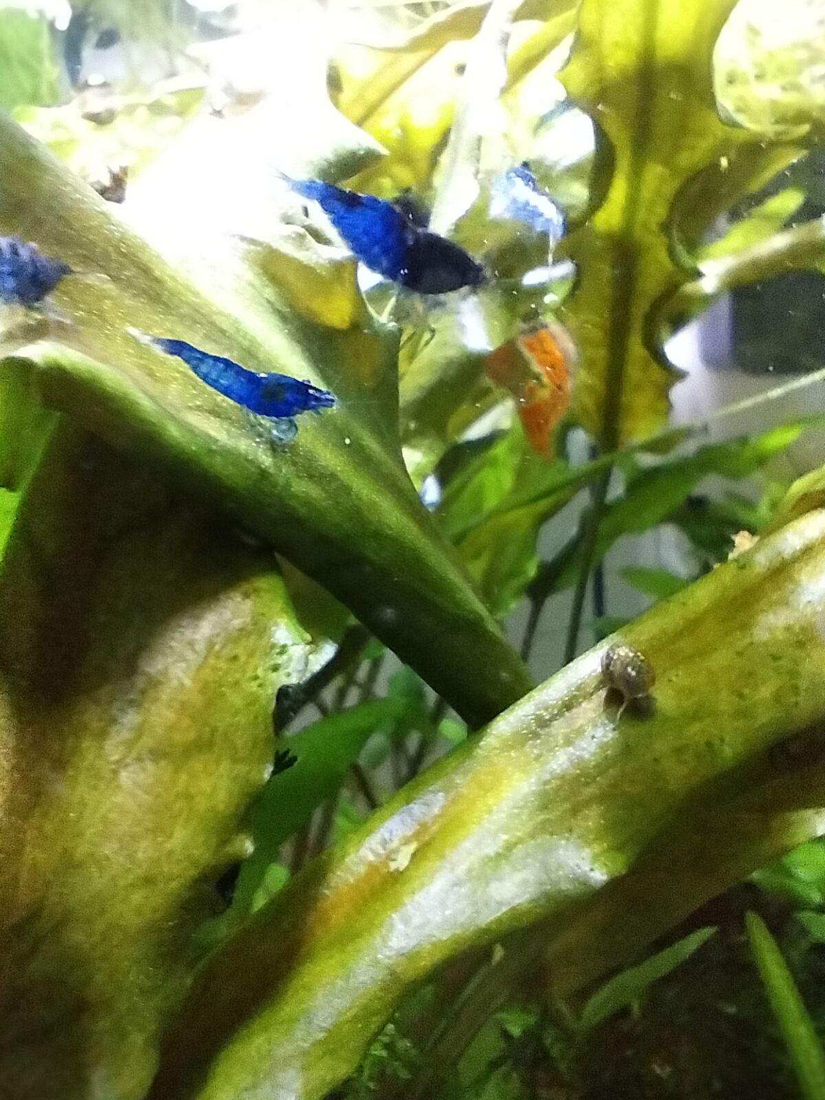 Grab the Best Deal: Buy 10 + 2 Free DOA Blue Dream Shrimp with Free Moss and Single Delivery Charge Refund!