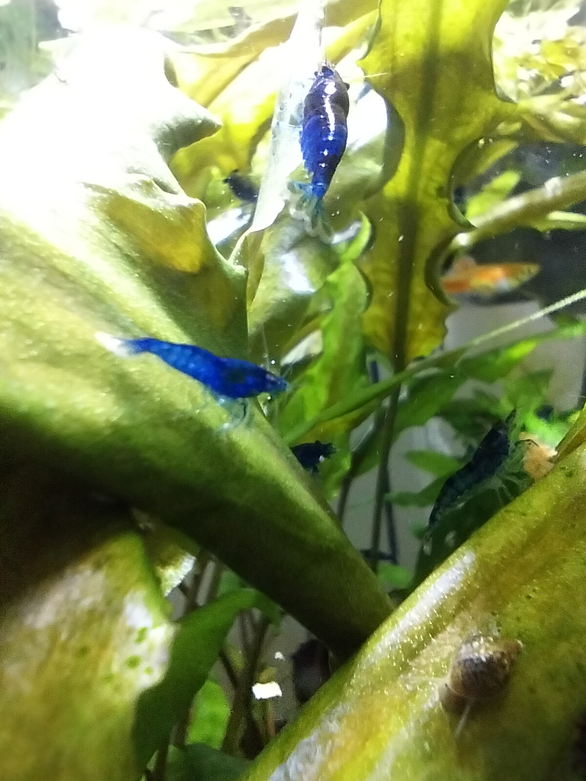 Exclusive Offer: Hand-Bred Blue Dream Cherry Shrimp Set with Free Extras and Delivery Refunds