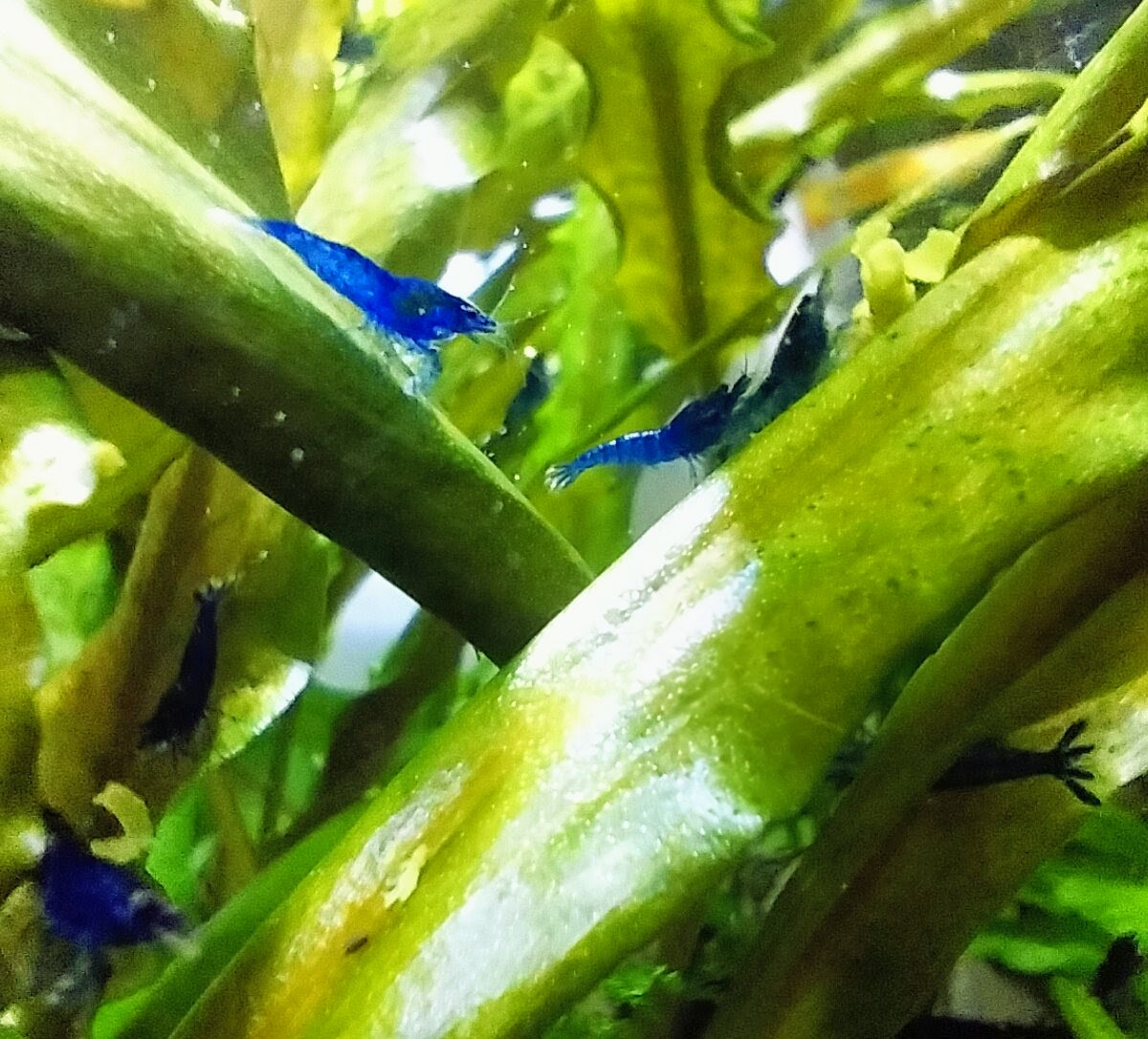 Unlock Bonus Blue Dreams: Buy 10 Shrimp, Get Freebies and Delivery Refund!