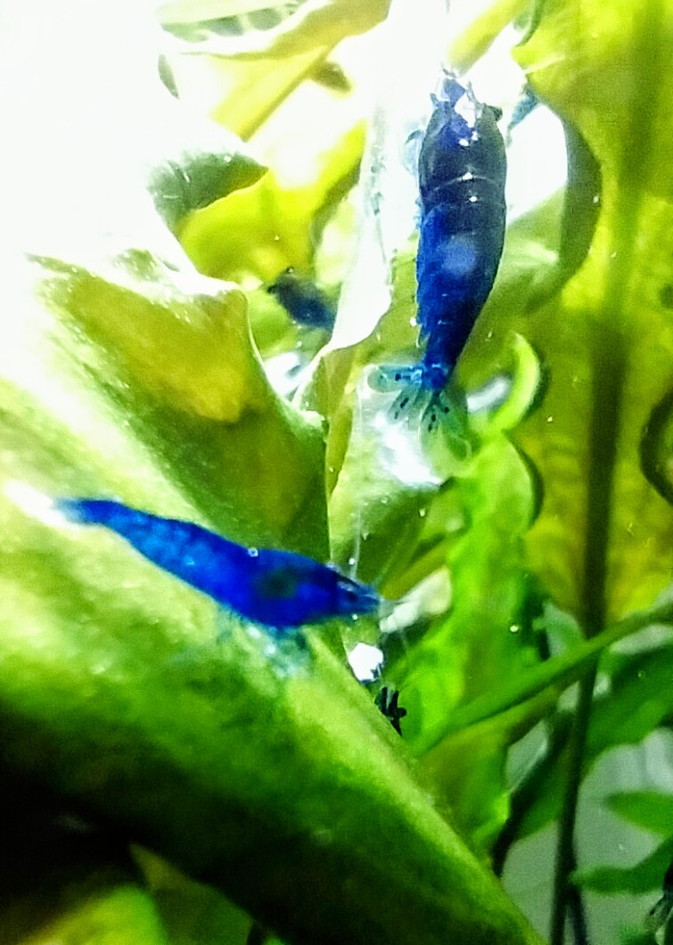 Get 10+2 Free Blue Dream Cherry Shrimps with Free Moss and Single Delivery Charge Refund