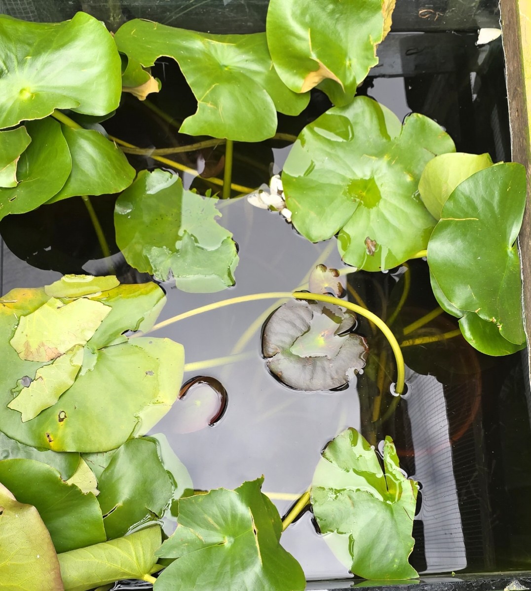 Large white pond lilies, water plants