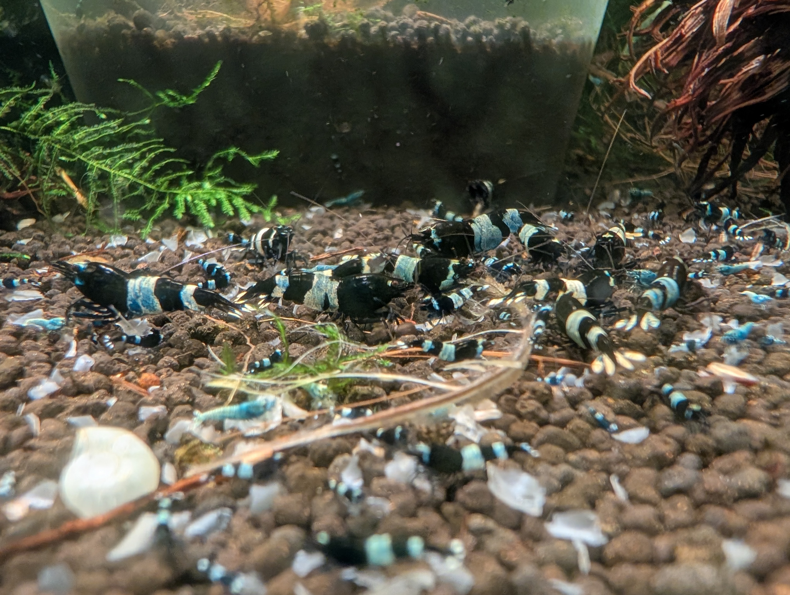 Unlock a Breathtaking Aquarium with 20 Premium Panda Shrimps