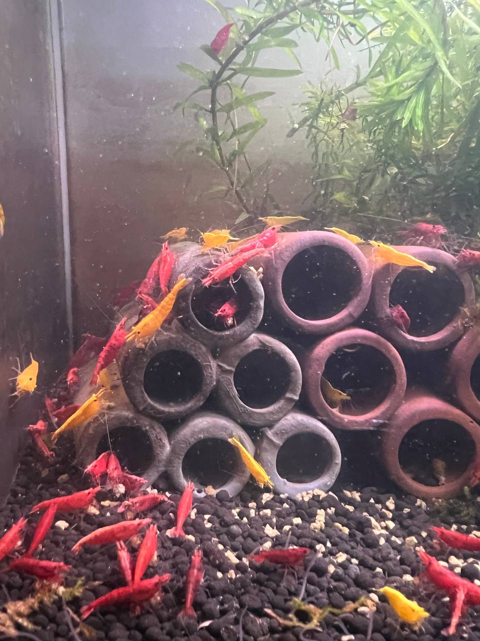 Boost Your Aquarium’s Color with 60 Vibrant Red Cherry Neocaridina Shrimps (50 + 10 Free)