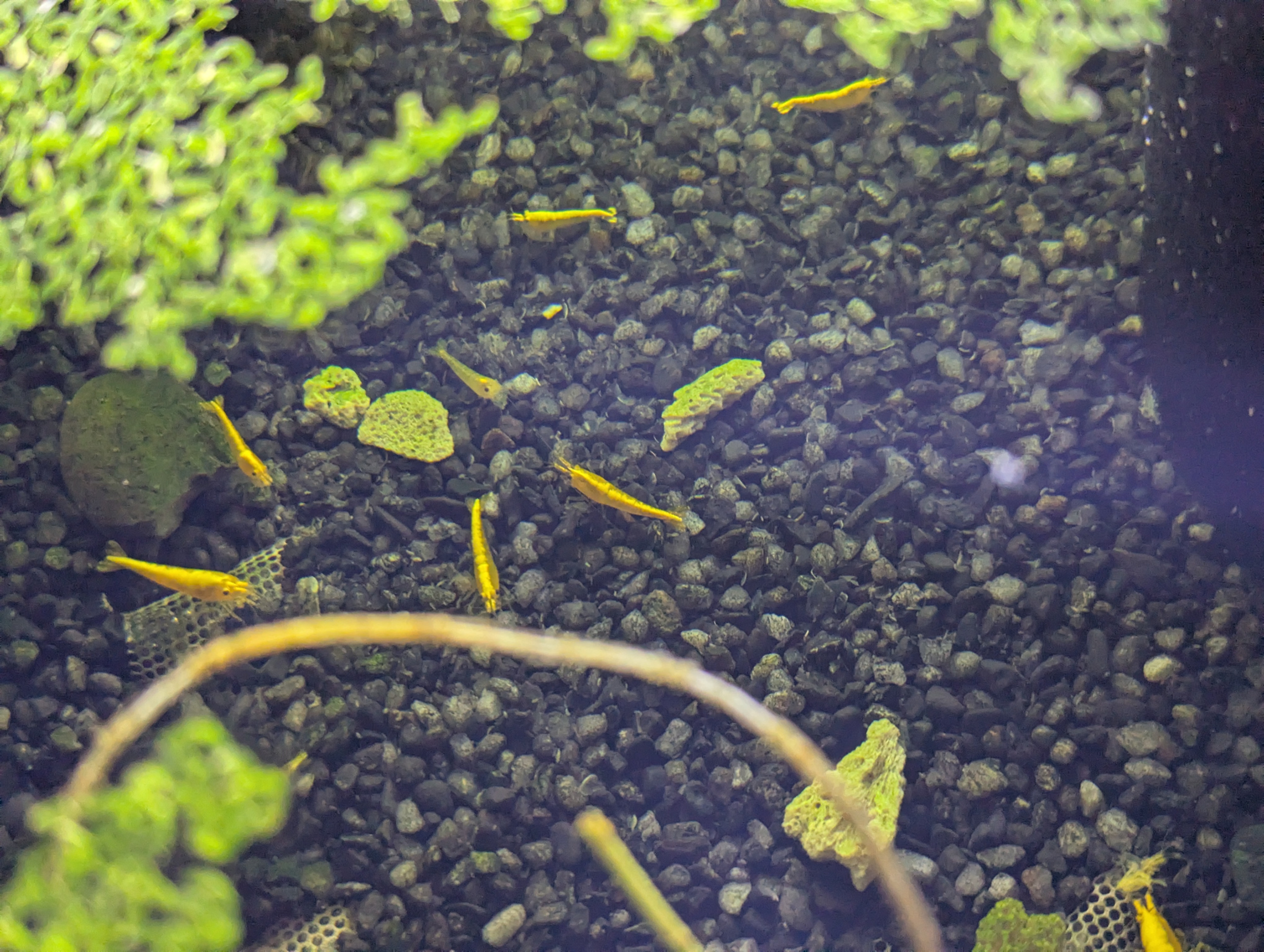 15 Yellow Cherry Shrimp