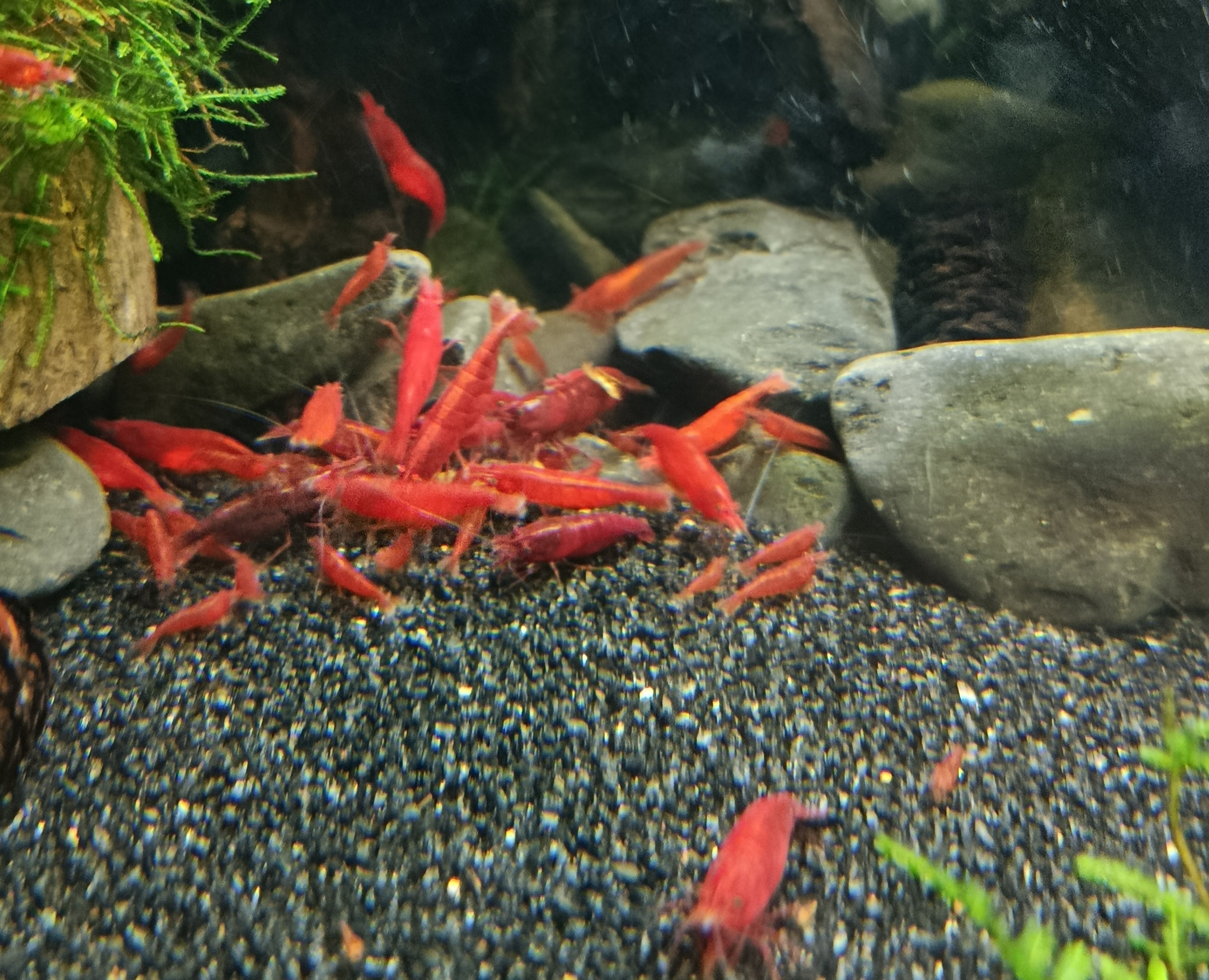 Vibrant Red Neocaridina Bloody Mary Shrimp: Add a Splash of Color to Your Aquarium!