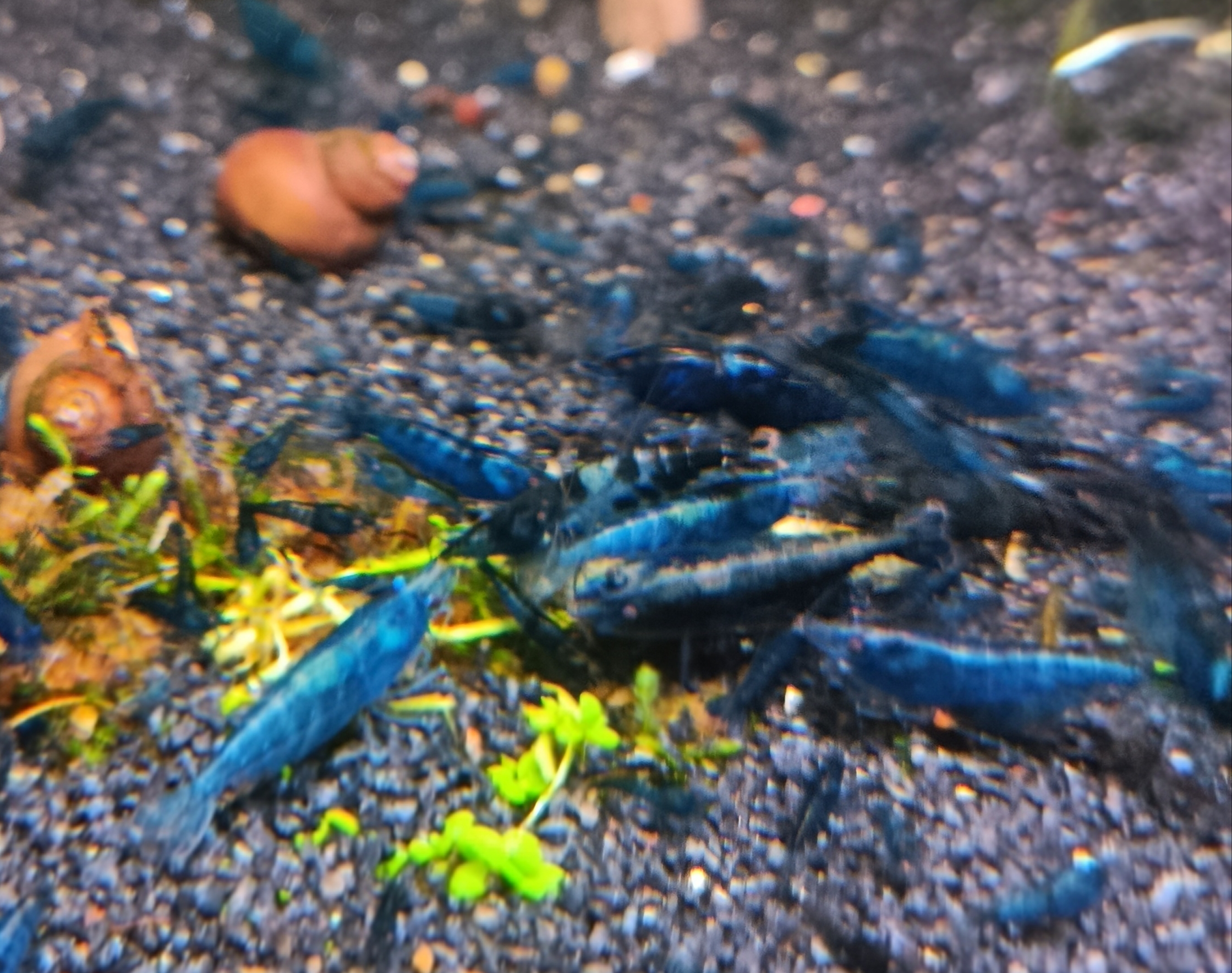 Vibrant Neocaridina Blue Dream Shrimp: Limited Time Offer - Add a Splash of Color to Your Aquarium!
