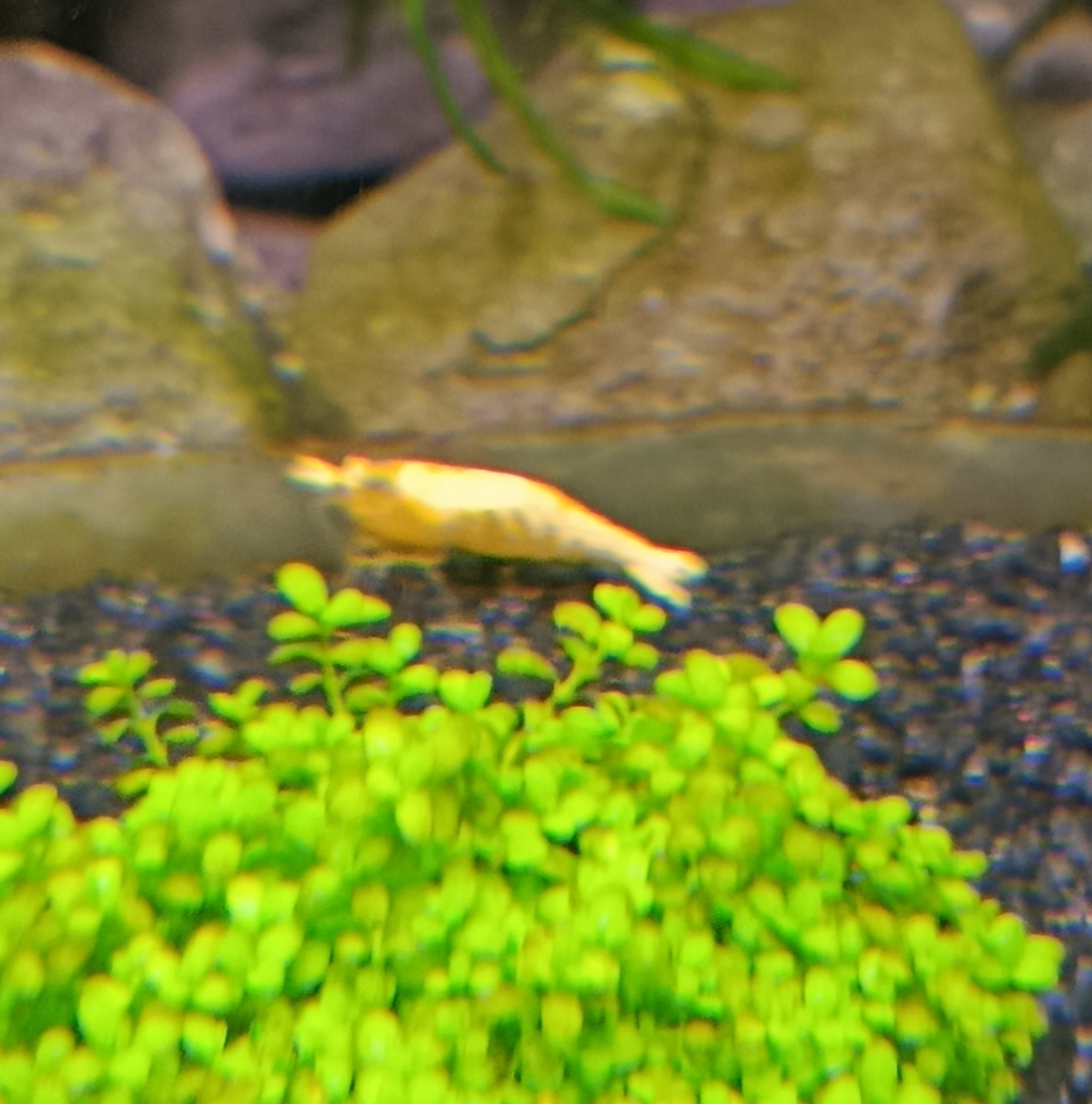 Brighten Your Aquarium: High-Quality Yellow Neocaridina Shrimp with Free Extras and Delivery Options