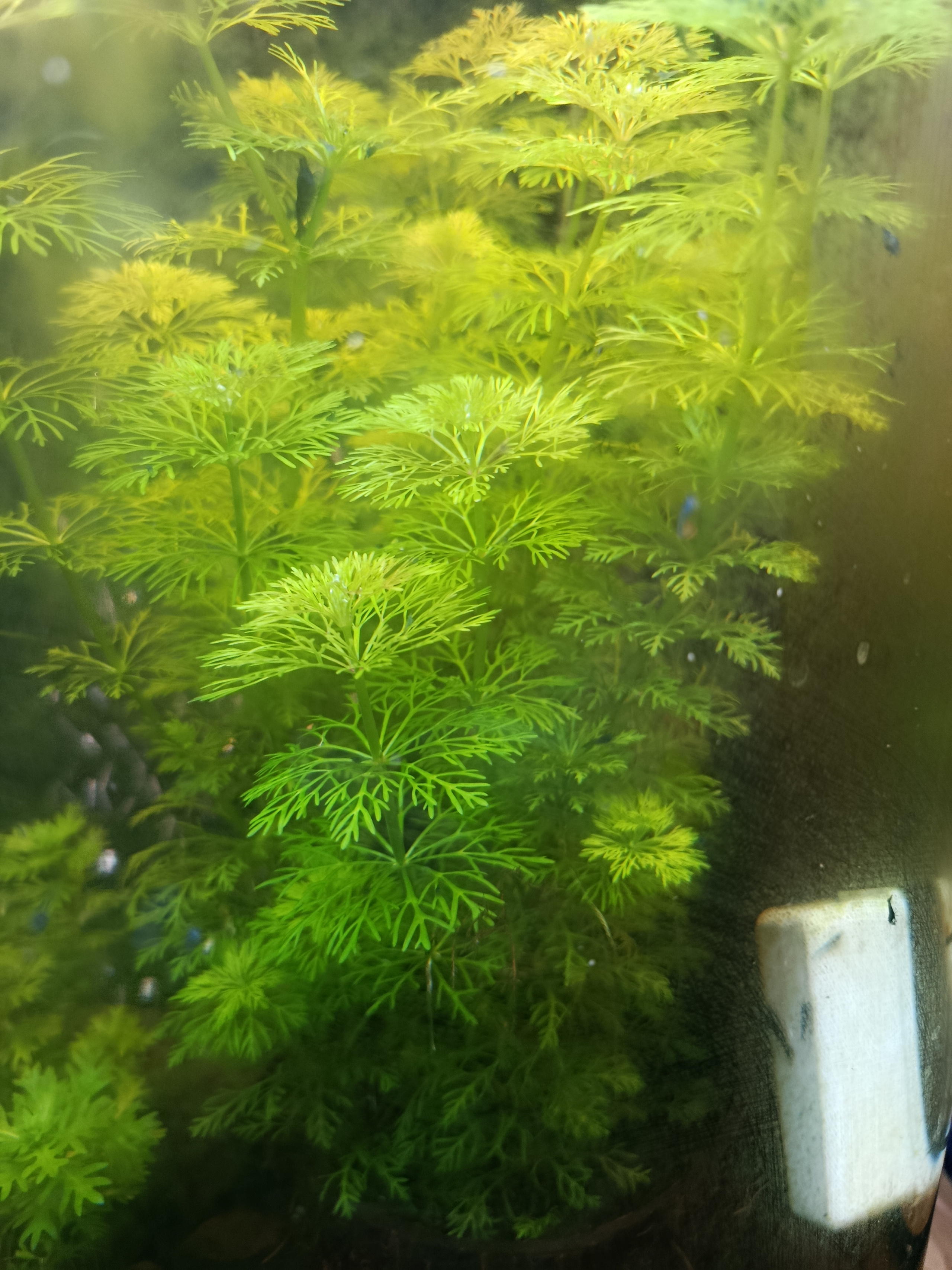 Transform Your Aquarium with Fast-Growing Limnophila Sessiliflora - Enhance with 5 Stems Today!