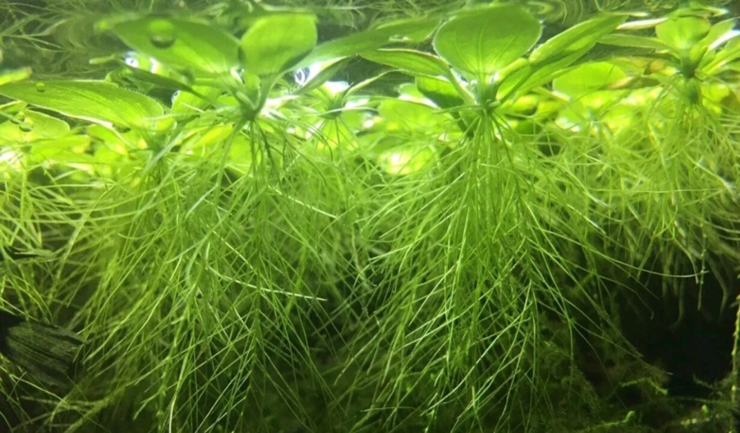 Enhance Your Aquarium: Buy 20x Snail-Free Water Lettuce Plants for Effortless Oxygenation and Fish Spawning