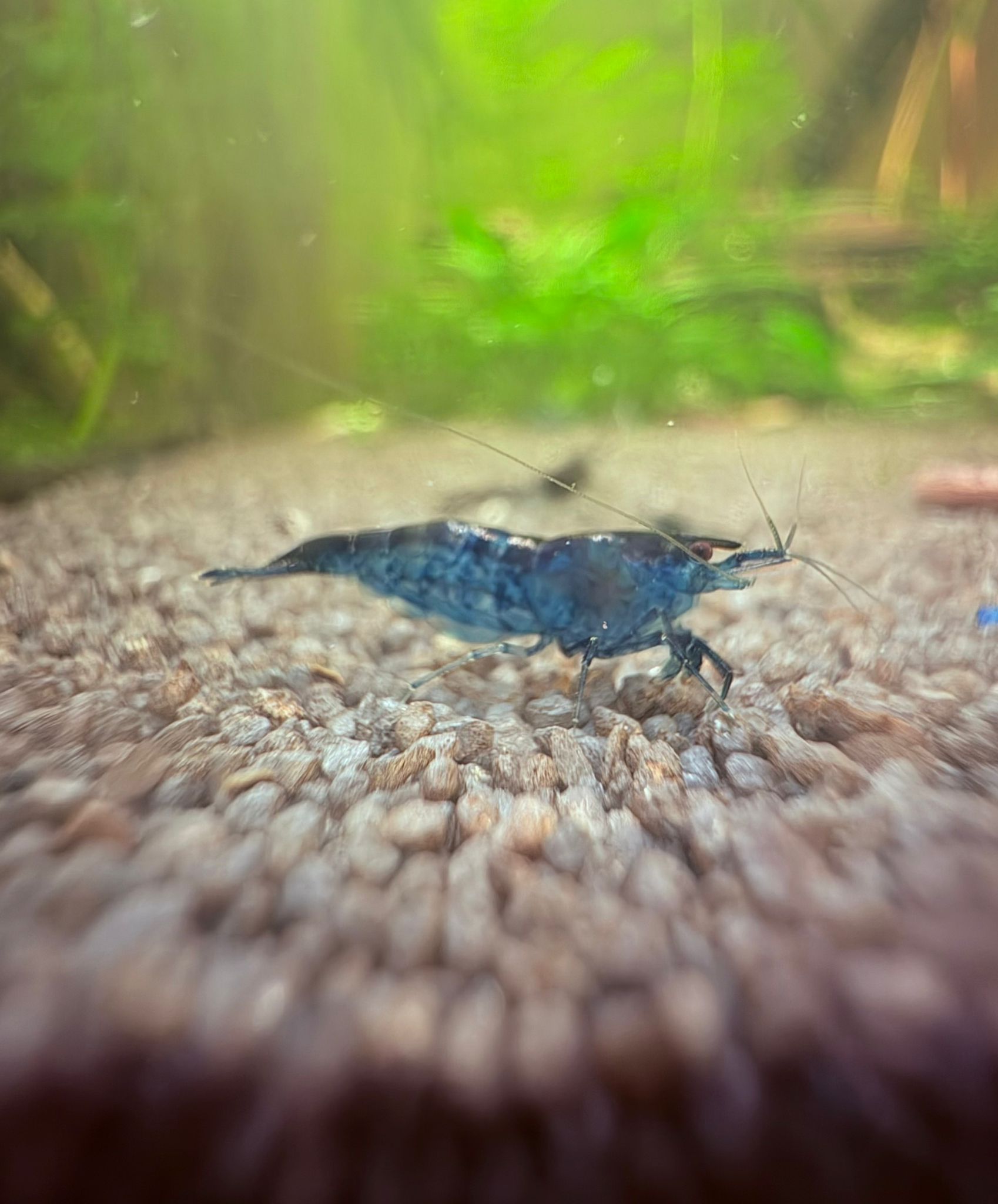 7 x Blue Dream Shrimp