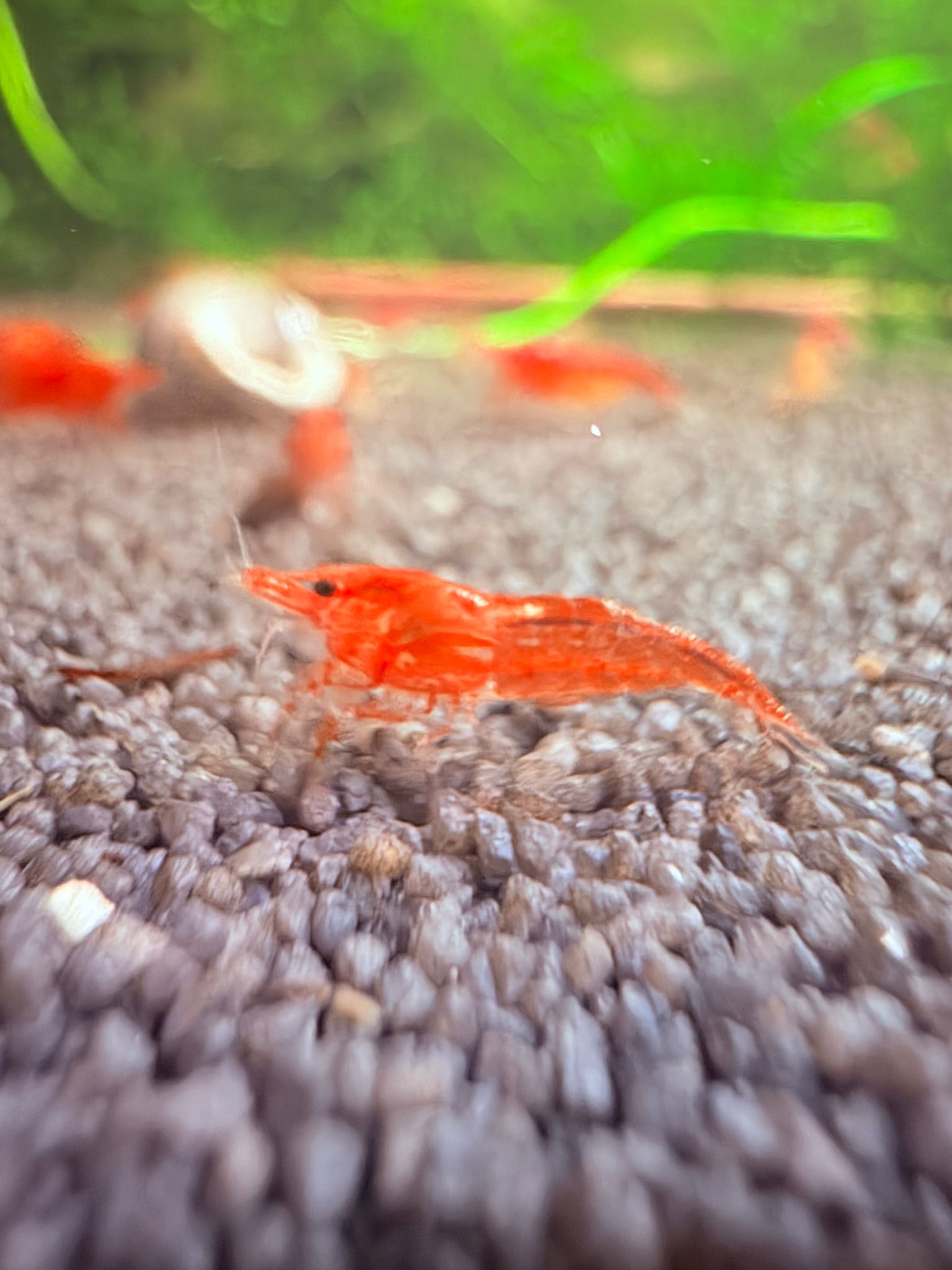 Neocaridina Shrimp