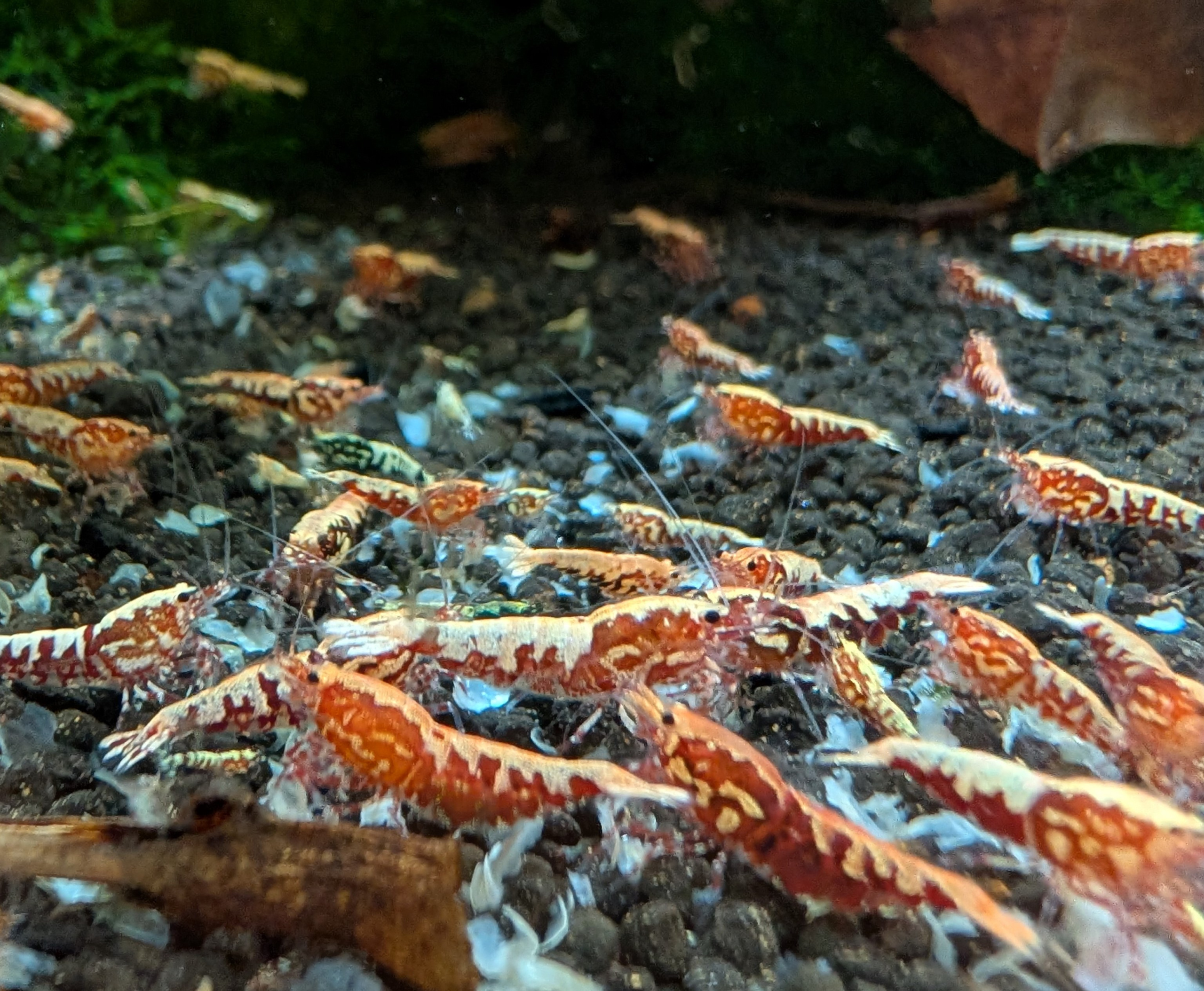Discover Our Premium Red Galaxy Fishbone Shrimp Collection: Perfect for Your Aquarium!