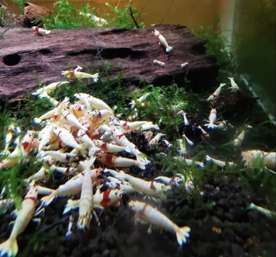 Premium High-Quality PRL SSS Red Crystal Shrimp - Strong Color Selection (12 Pack)