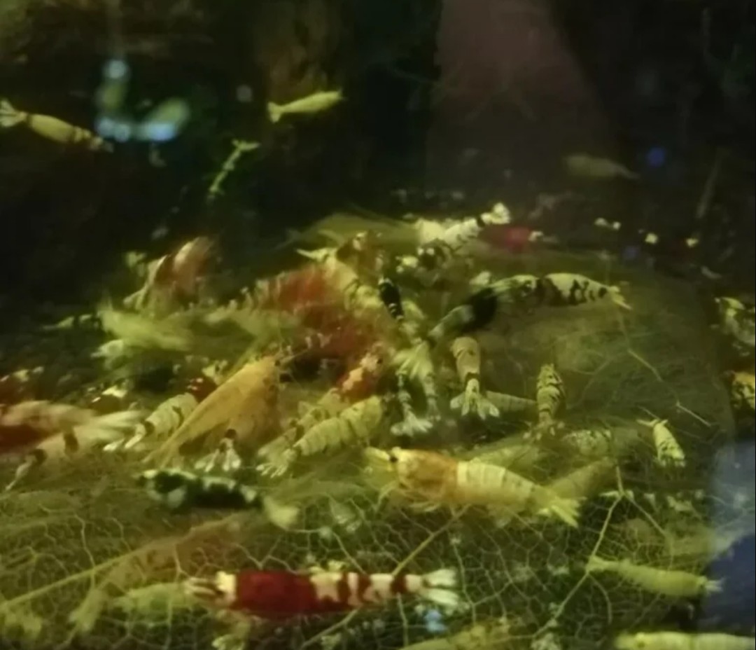 30 Premium Caridina and Cardina Shrimp Mix for Sale