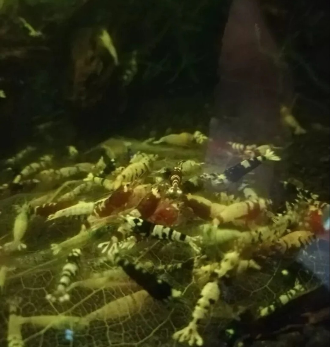 Buy 30 Premium Mix Cardina Shrimp for Your Aquarium