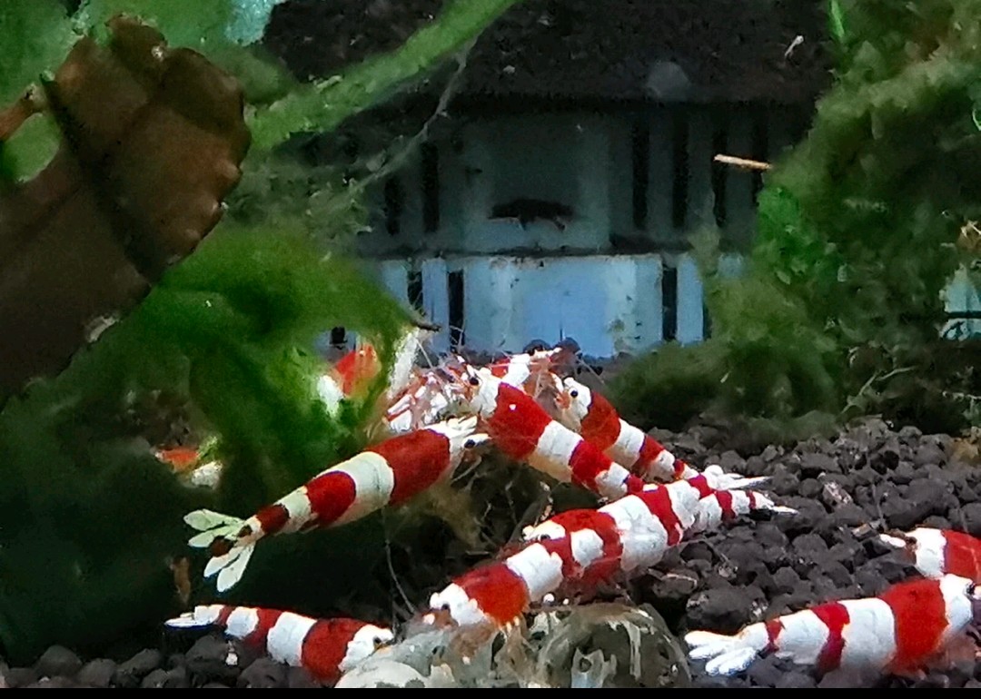 29+1 CRYSTAL RED SHRIMP PURE SELECTED STROMG COLOR HIGH QUALITY