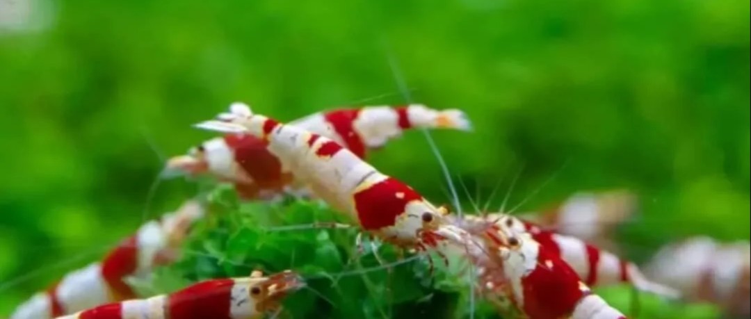 12 CRYSTAL RED SHRIMP PURE SELECTED STROMG COLOR. HIGH QUALITY