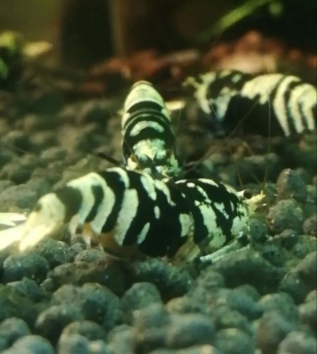 Exclusive Deal: Buy 12, Get 2 Free Galaxy Tiger Black Shrimp!