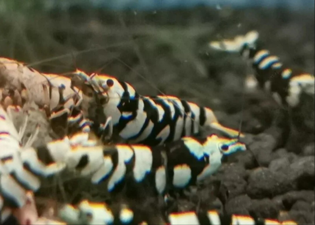 12 ×Black Fancy Tiger shrimp are a premium, selectively bred Caridina cantonensis variety prized for their high-contrast, bold black patterning against white or golden bodies, often featuring "painted" medium grade
