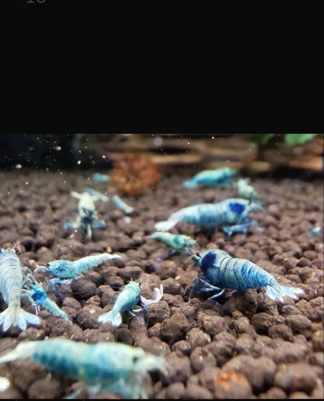Purchase Your Premium Blue Bolt Shrimp Bundle Now: Exclusive Offer!