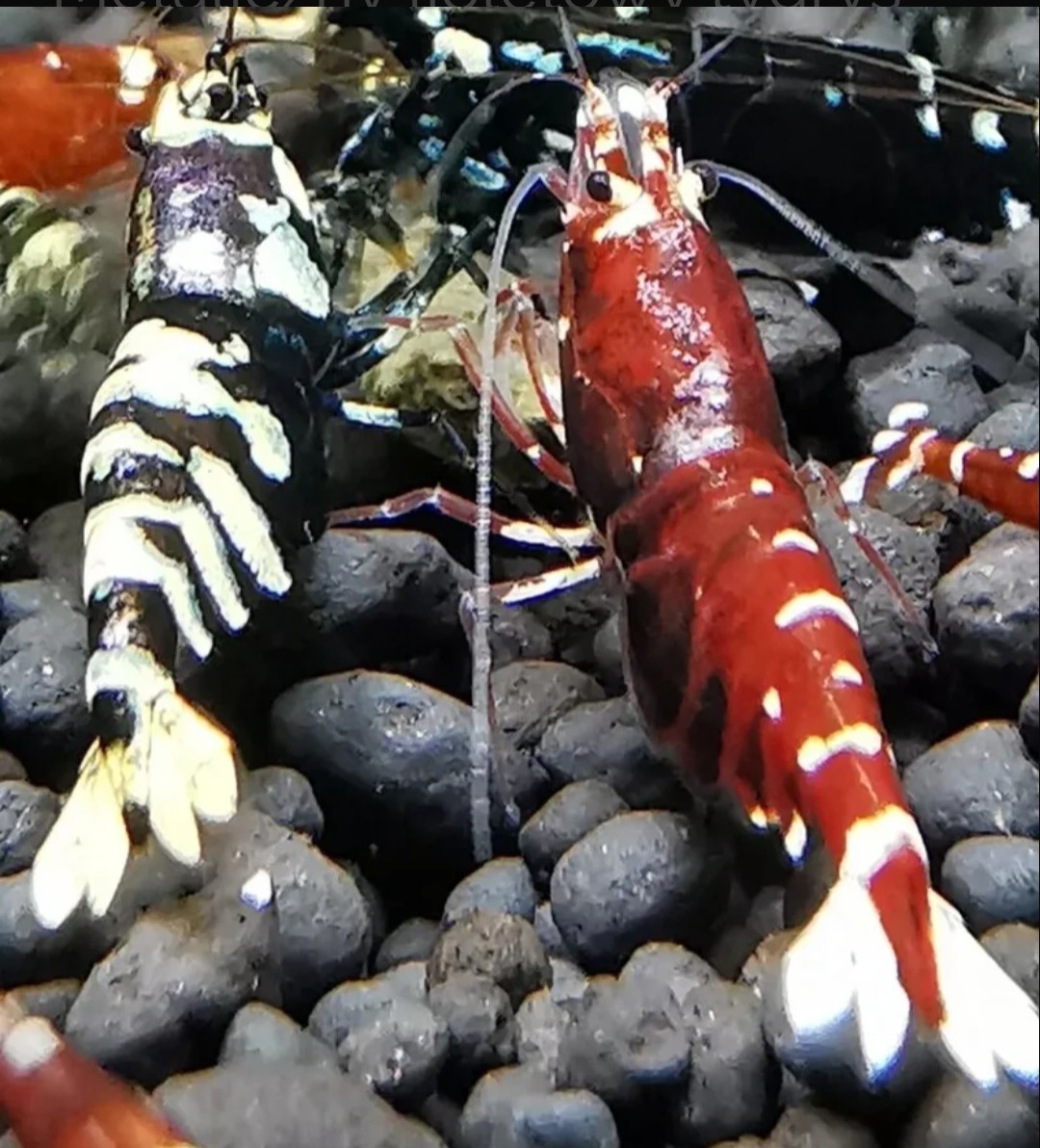 Unlock Exclusive Deals: Purchase 20 Metallic Shrimp Now!