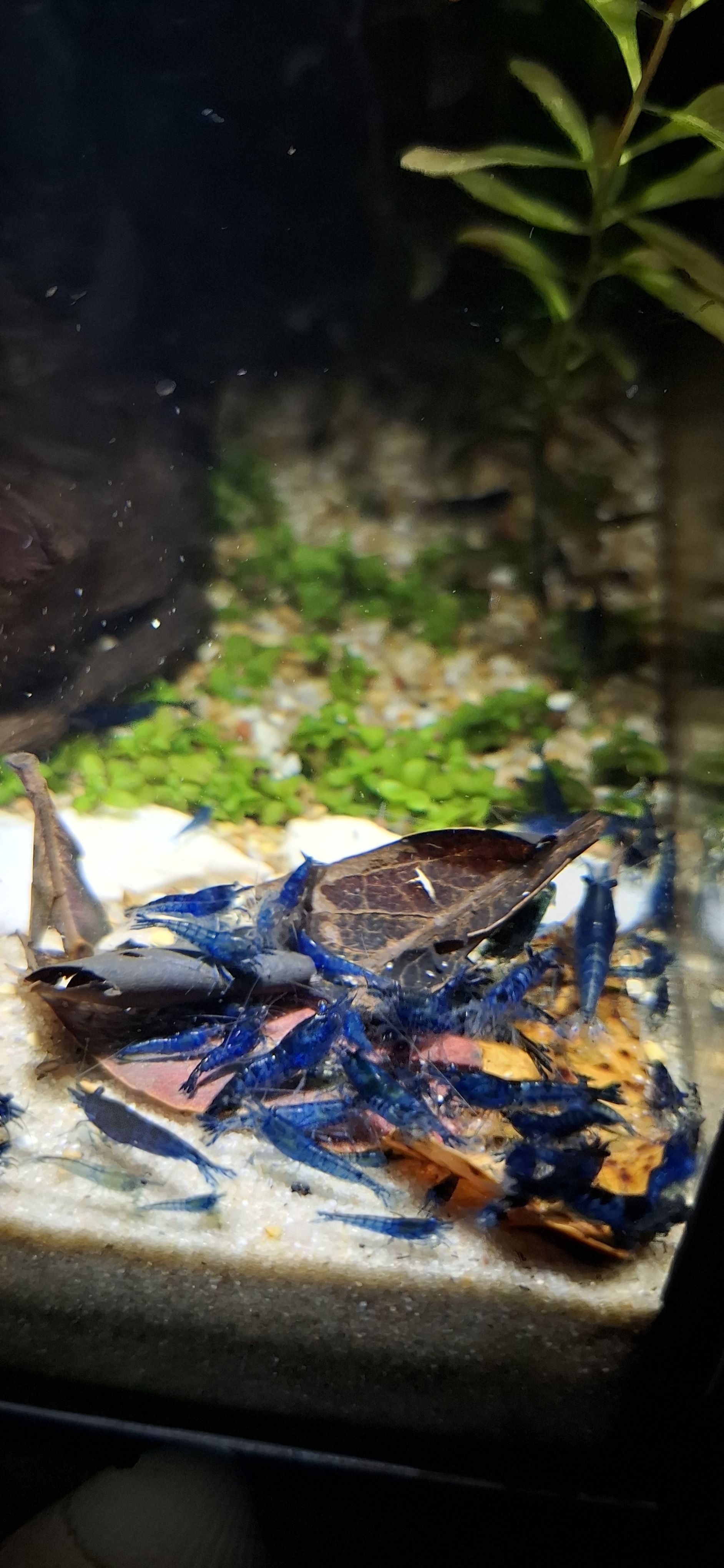 10 x Variety Neocardina Blue cherry shrimp
