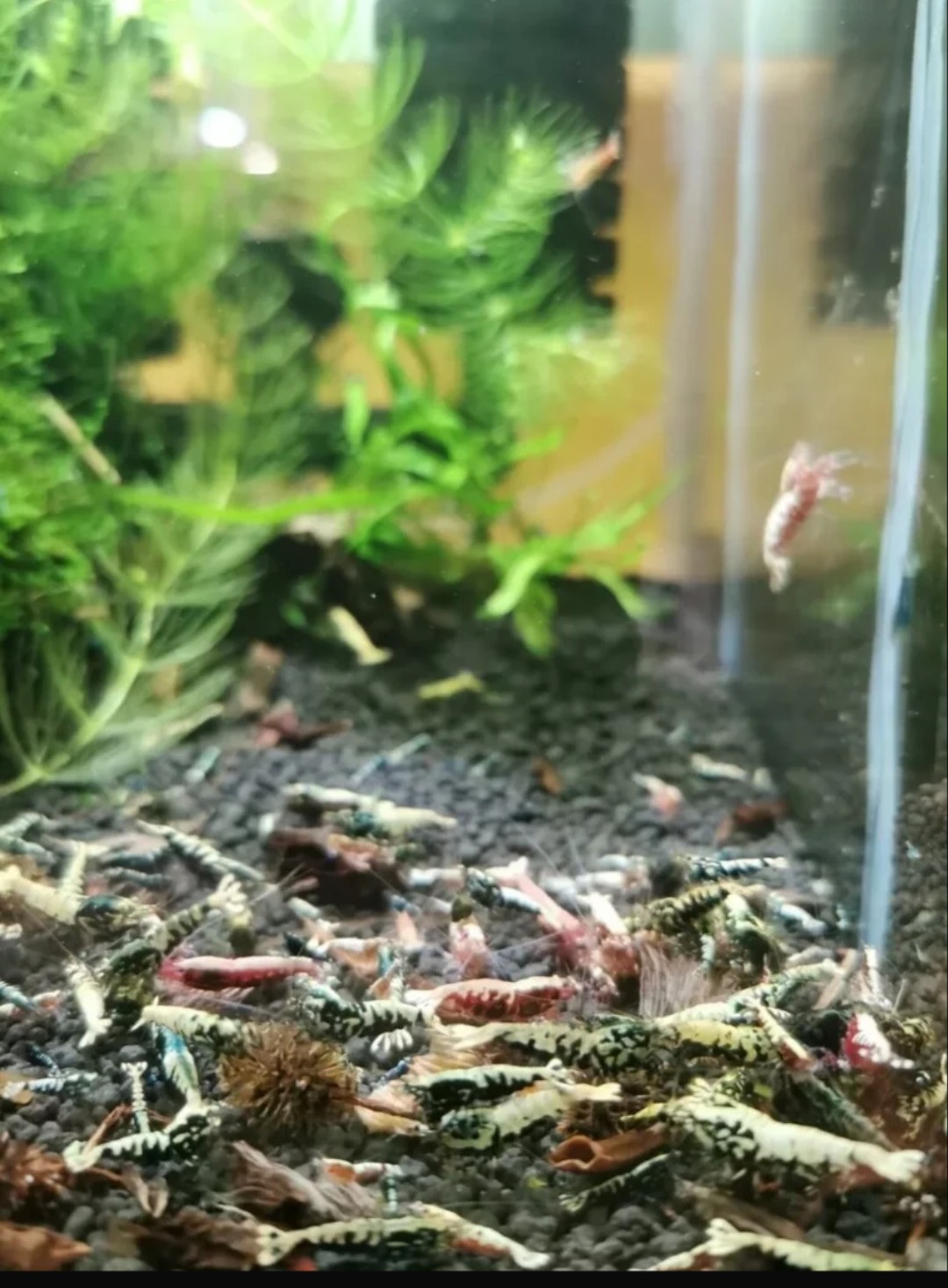 20× Galaxy Fishbon Shrimp Red & Black after Boa Shrimp