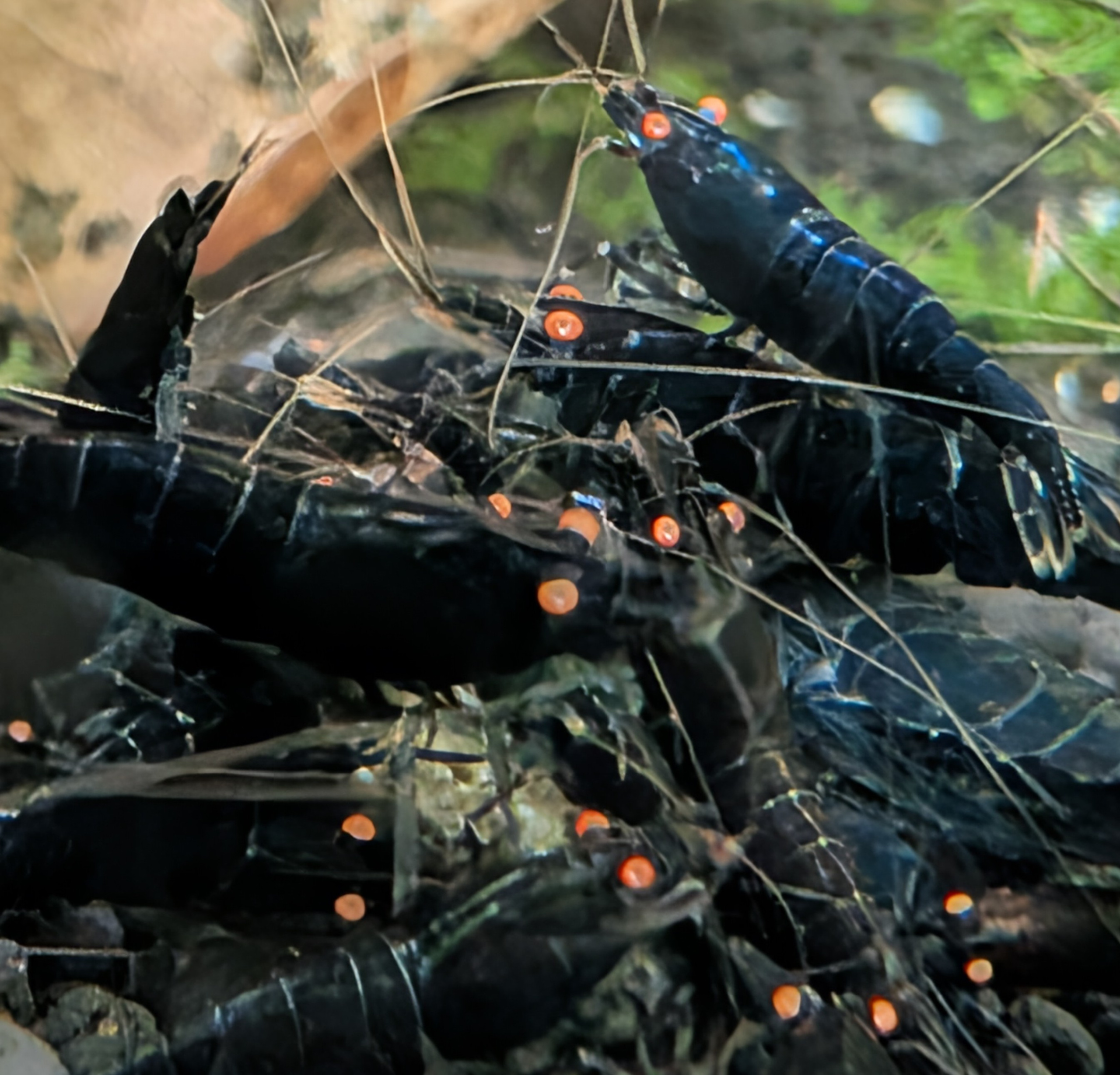 Buy 12 Vibrant Orange Eye Blue Tiger Shrimp - A Striking Aquarium Addition