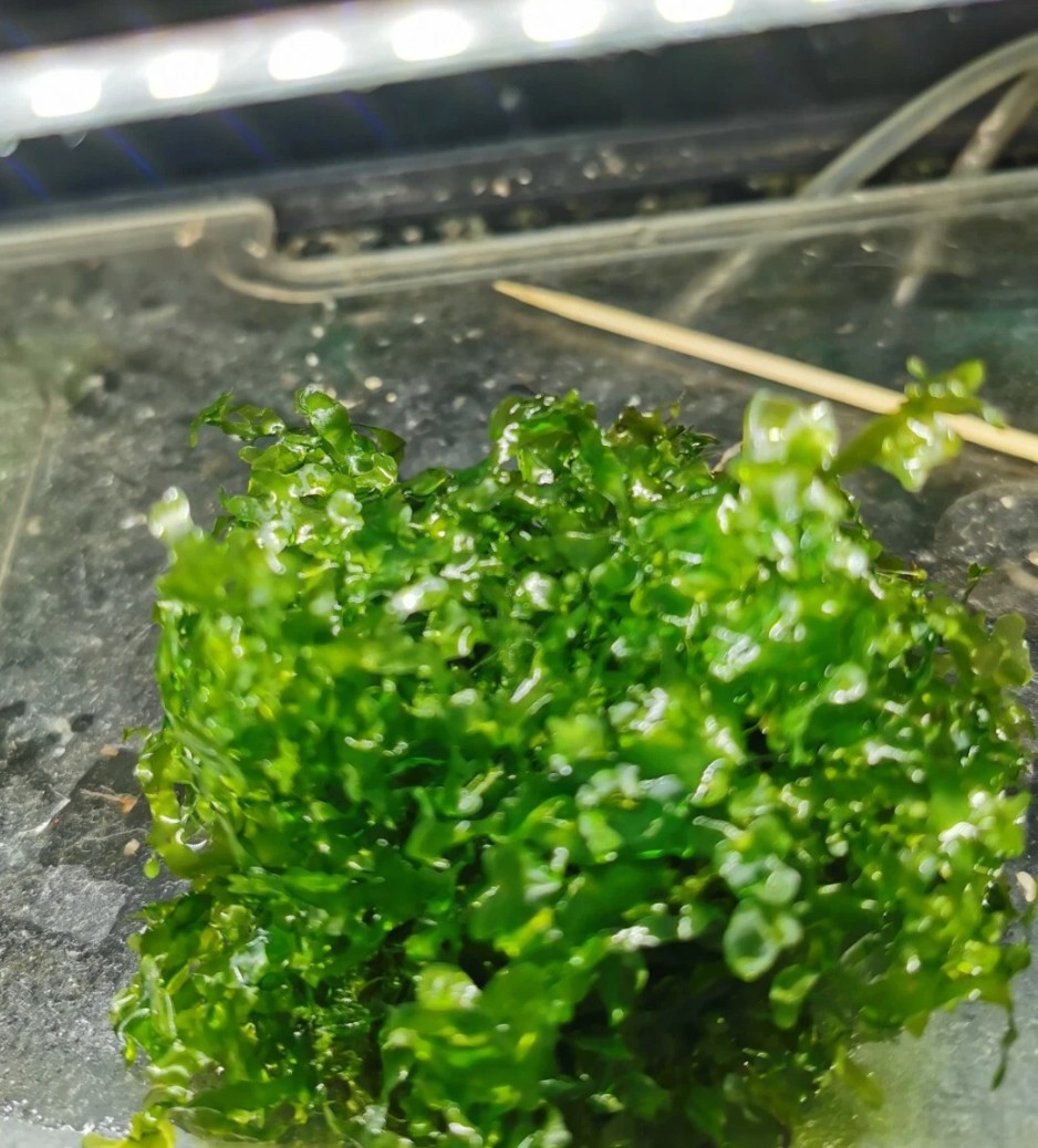 10 gr Pelia Moss Live Tropical
