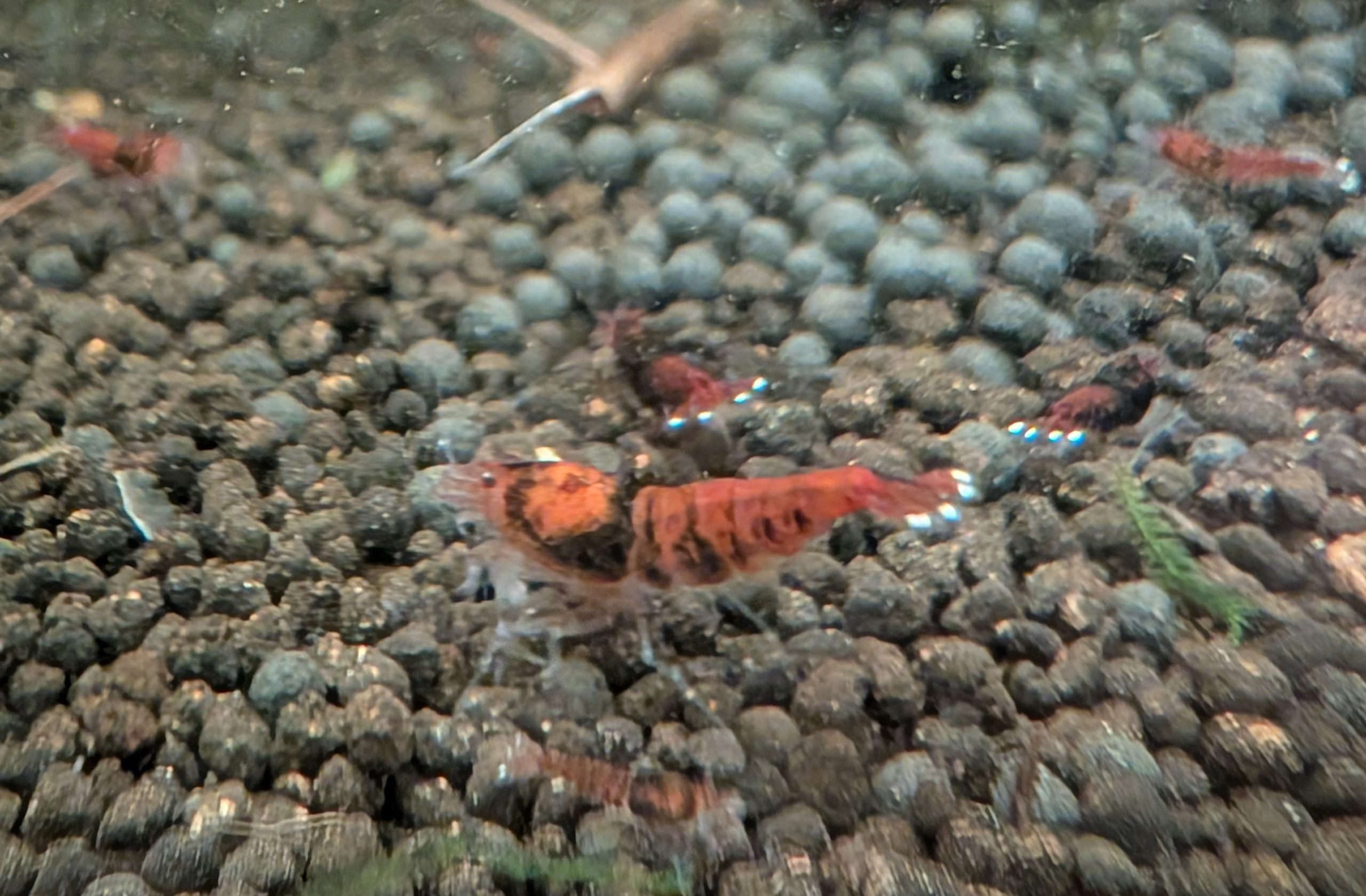 Unlock Extreme Power with Ruby and Red King Kong Collections