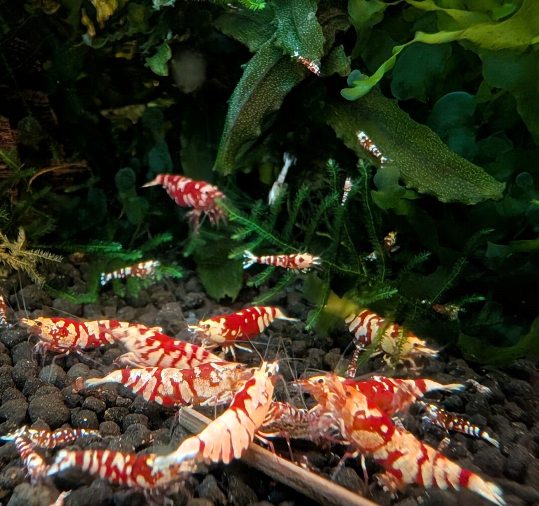 14+1 Red&Black Fancy Tiger Mix