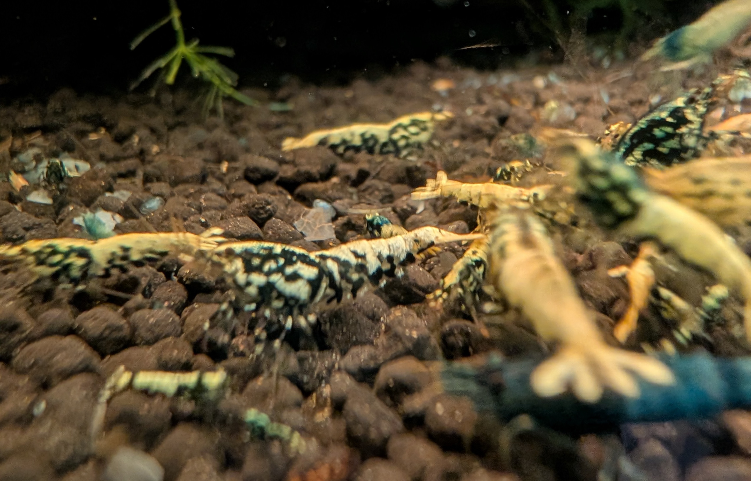 11+1 Galaxy FISHBONE Shrimp Black &Red Mix