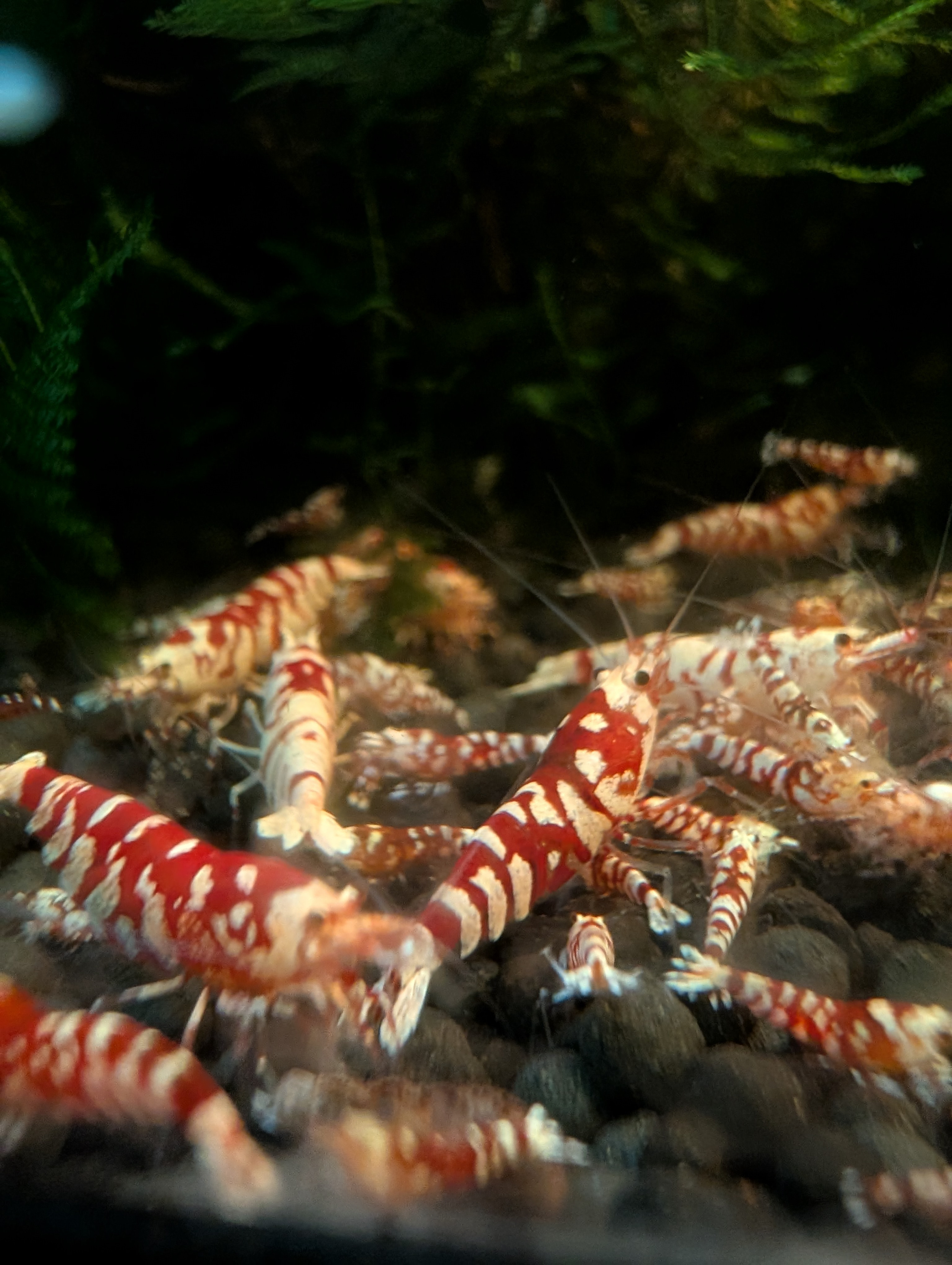 13+1 Red Fancy Tiger Shrimp Vin Line