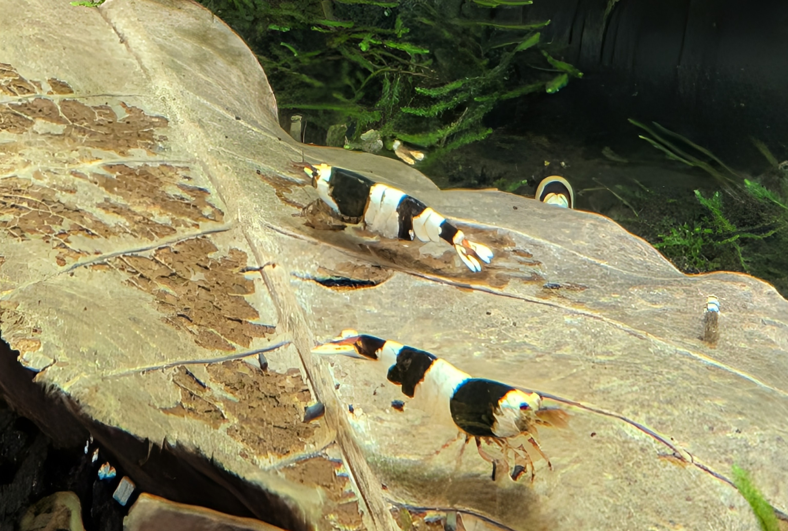 12 CRYSTAL BLACK SHRIMP PURE SELECTED STROMG COLOR. HIGH QUALITY