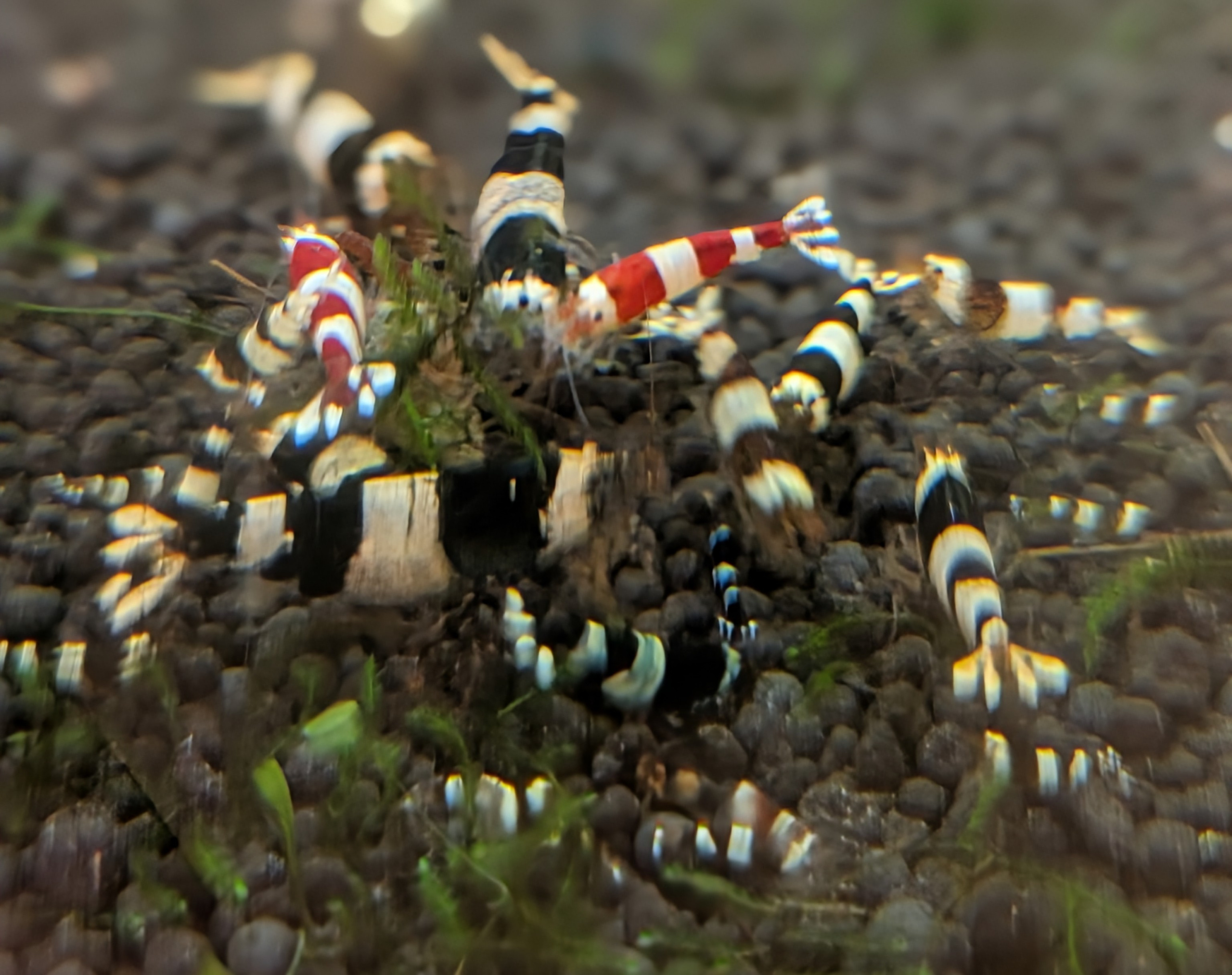 12+1 CRYSTAL RED& Black SHRIMP PURE SELECTED STROMG COLOR. HIGH QUALITY