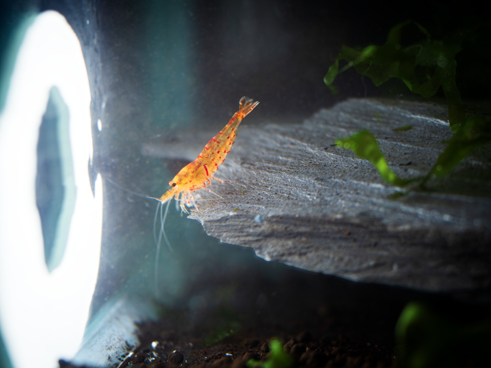 Discover Rare X5+1 Bloodshot/Tangerine Tiger Shrimps & Join the *4di Shrimp Enthusiasts Group*