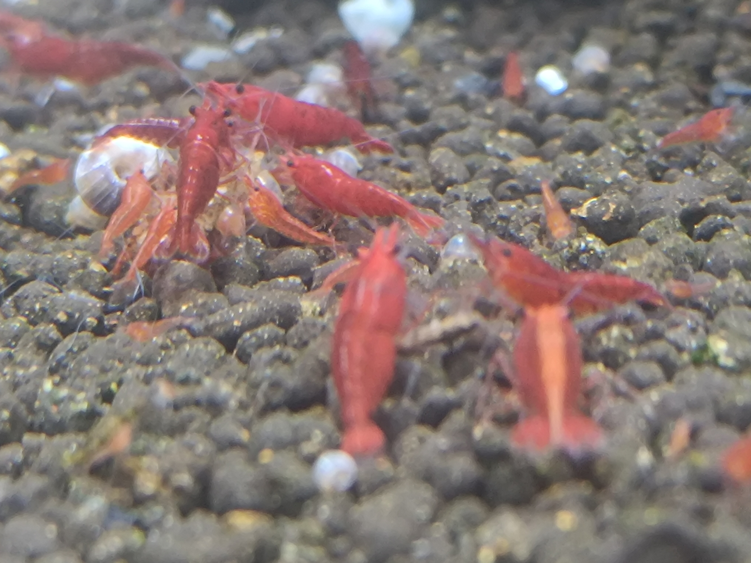 Discover the Ultimate Shrimp Breeding Guide: Elevate Your Neocaridina Experience