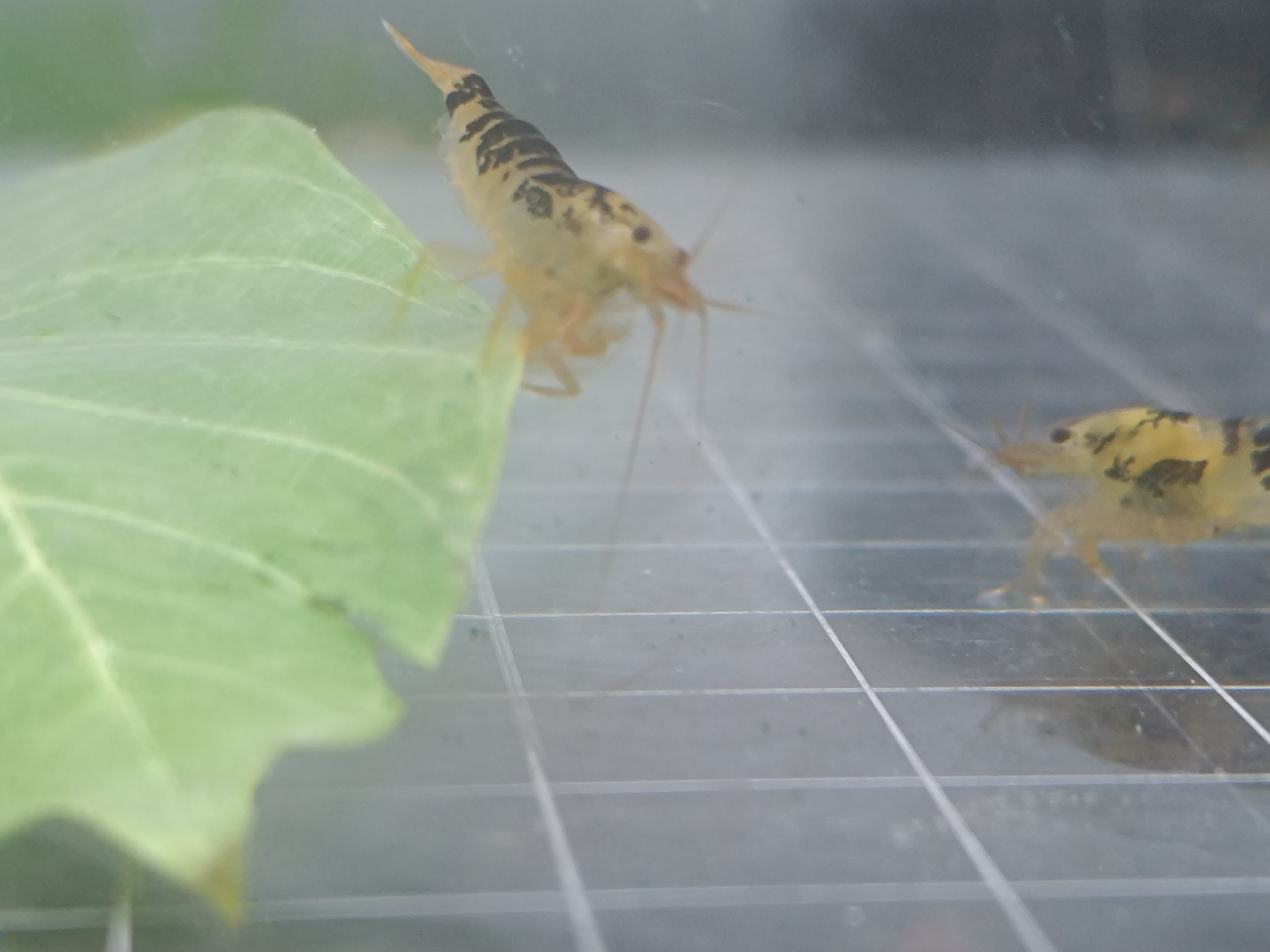Exclusive Black Dragon Caridina & 4di Shrimp Breeder's Guide: Join Our Thriving Community!