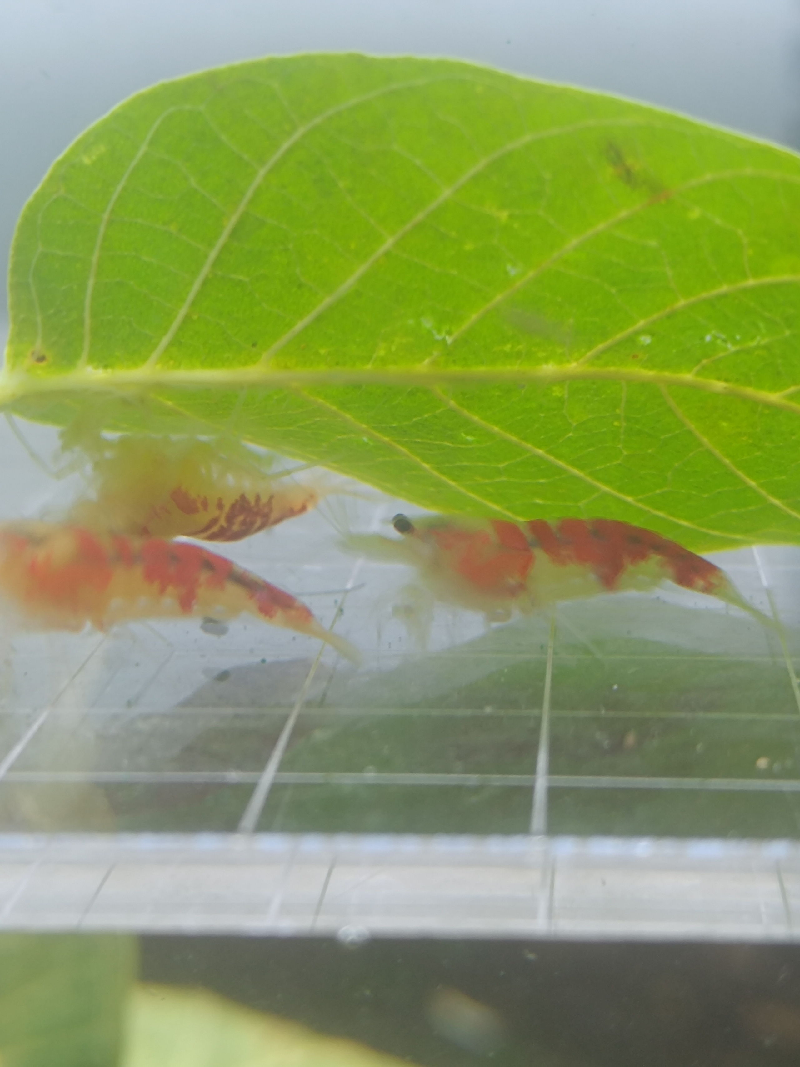 Dive into the World of Red Dragon Caridina & Premium Shrimps: Expert Insights and Tips from a UK Breeder!
