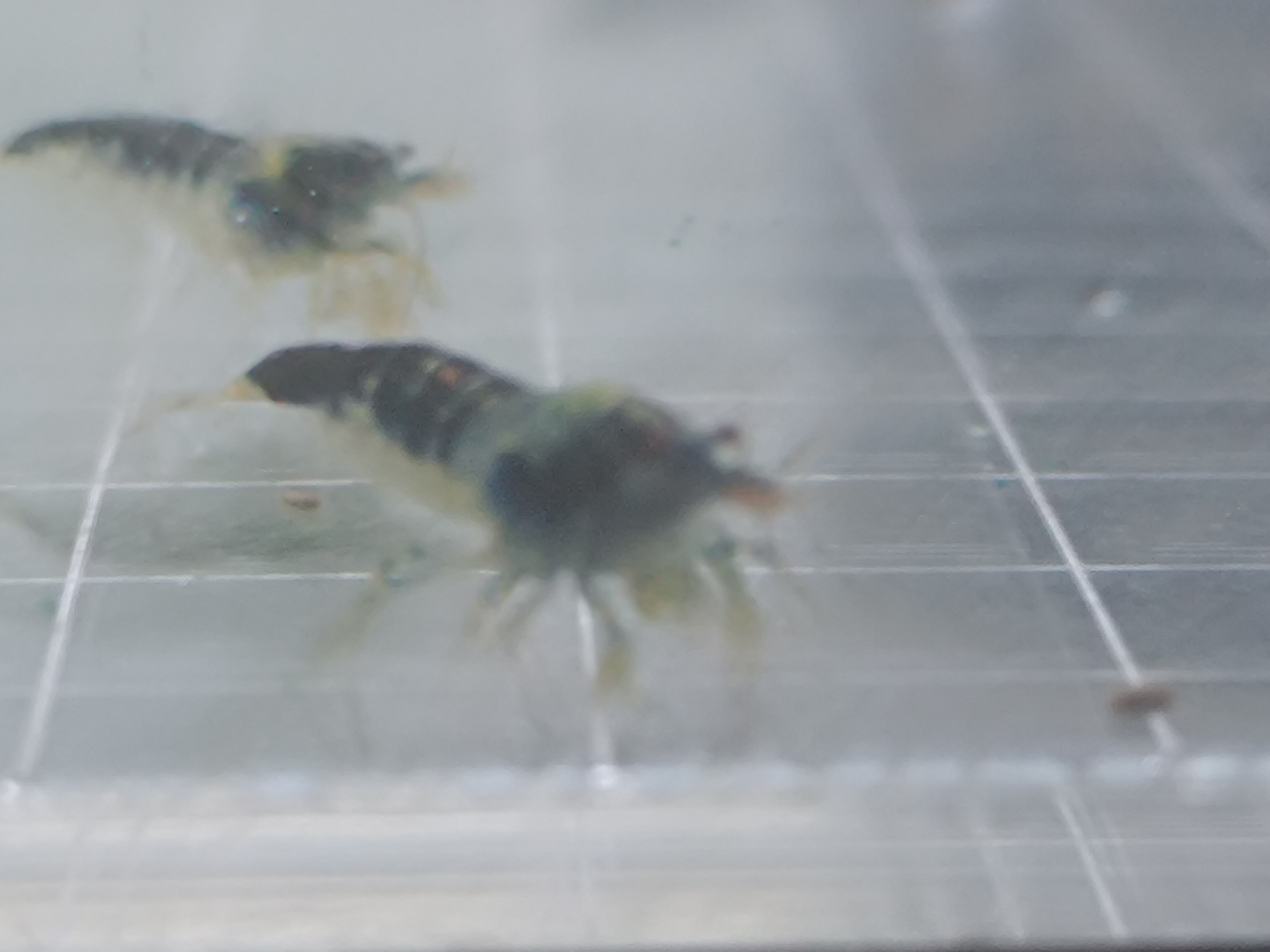 Join Our Shrimp Breeder Community: Tips for Succeeding with Blue Dragon Caridina & 4di Shrimps