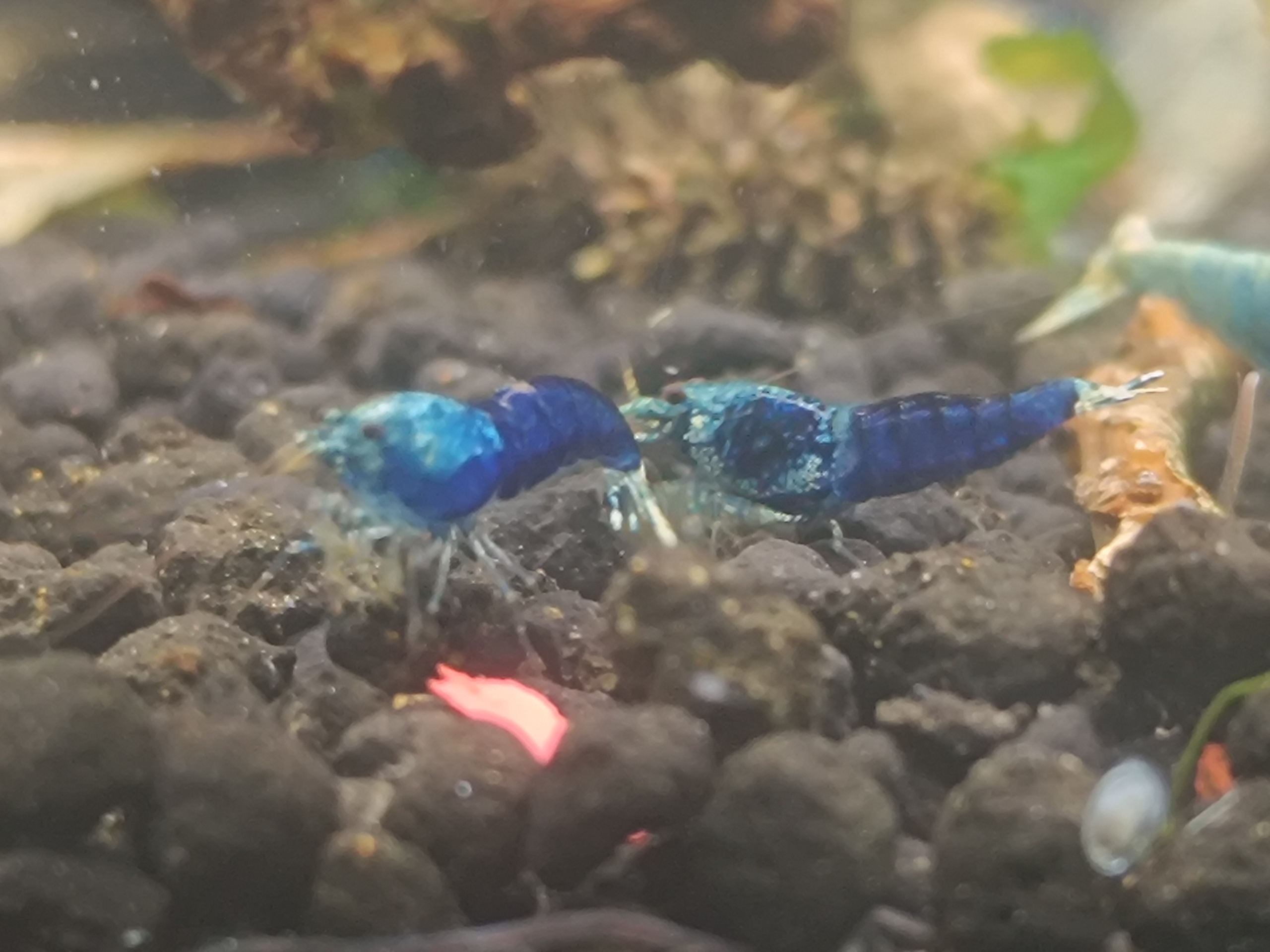 Premium Caridina & Neocaridina Shrimp Breeding Insights from a UK Expert