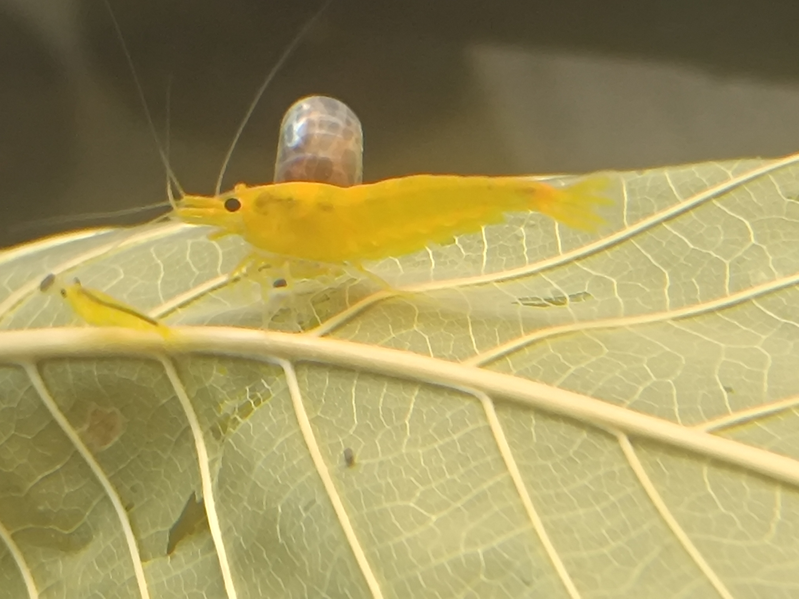 Discover the Allure of Yellow King Kong and 4di Shrimps: Expert Breeding Insights
