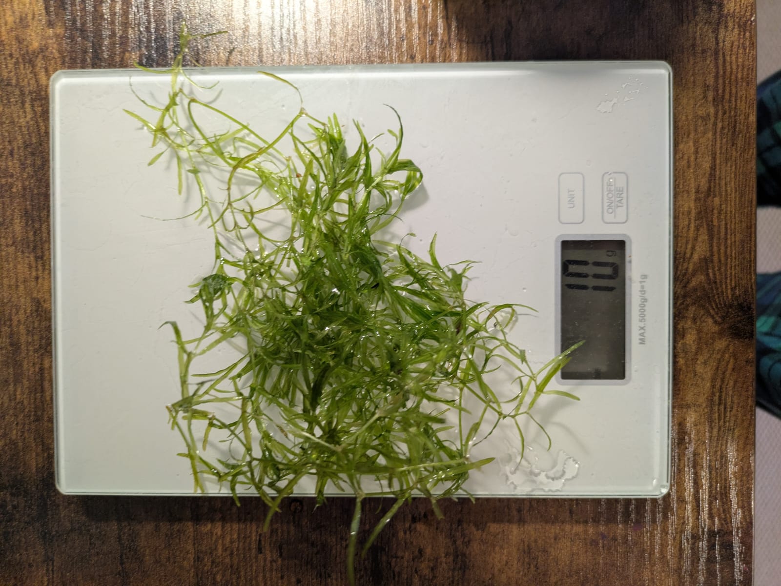 GUPPY GRASS 10G - NAJAS TROPICAL OXYGENATING HEALTHY AQUARIUM PLANTS SHRIMP SAFE