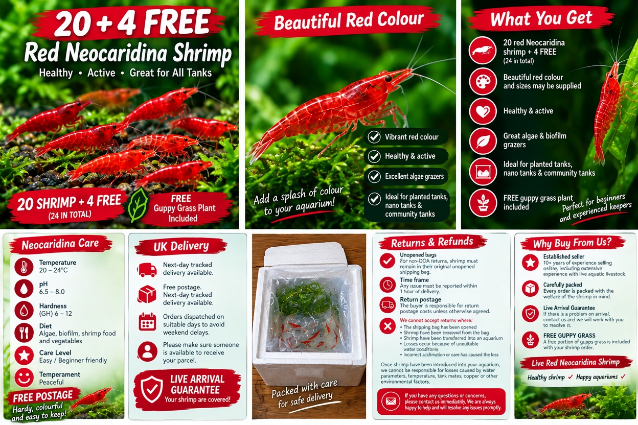 20 x HIGH GRADE Red Cherry Shrimps + 4 Extra Shrimps with FREE Shipping, FREE guppy grass