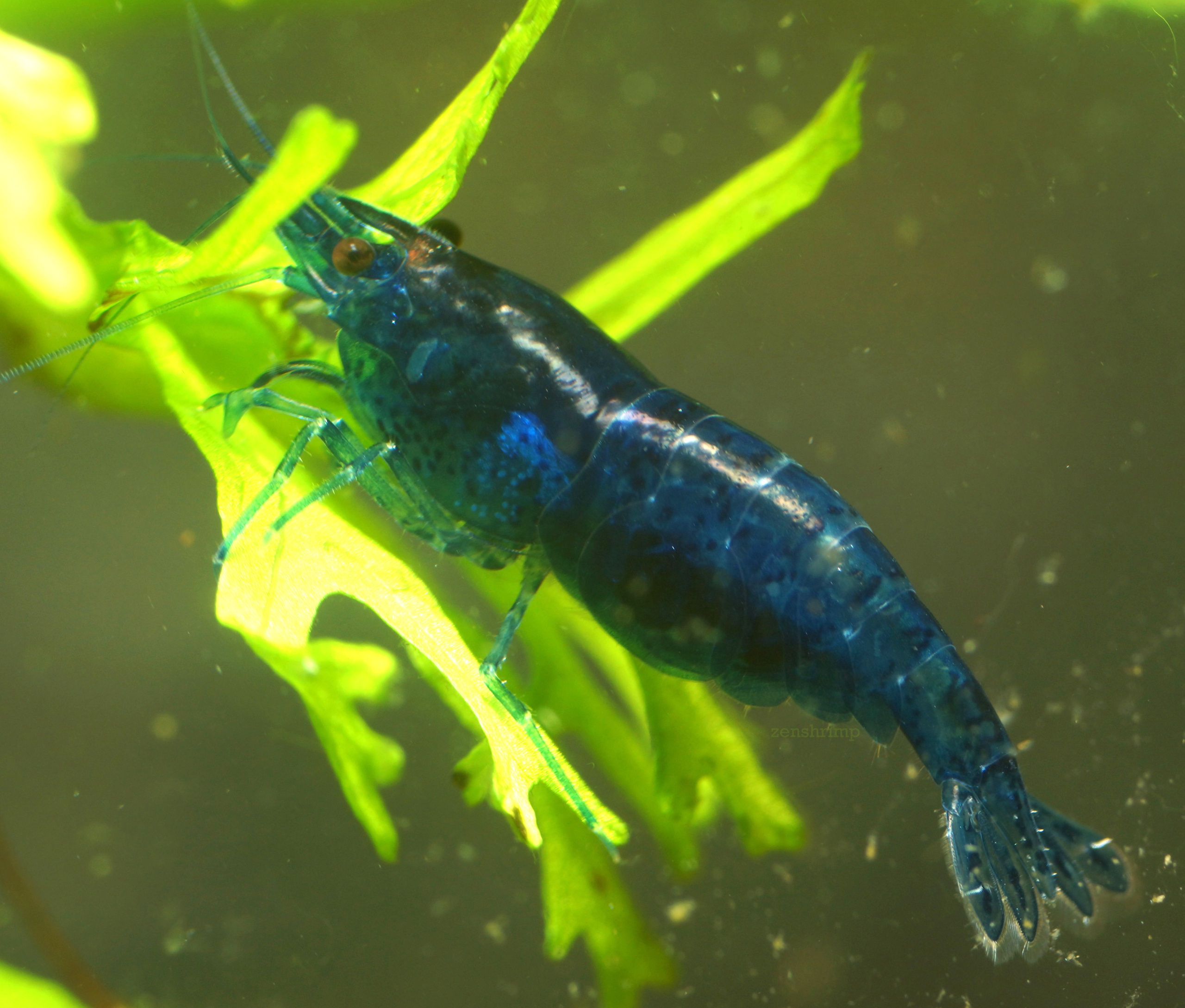 10x UK Bred Blue Diamond Neocaridina Shrimp - Opaque Dark Glossy Blue