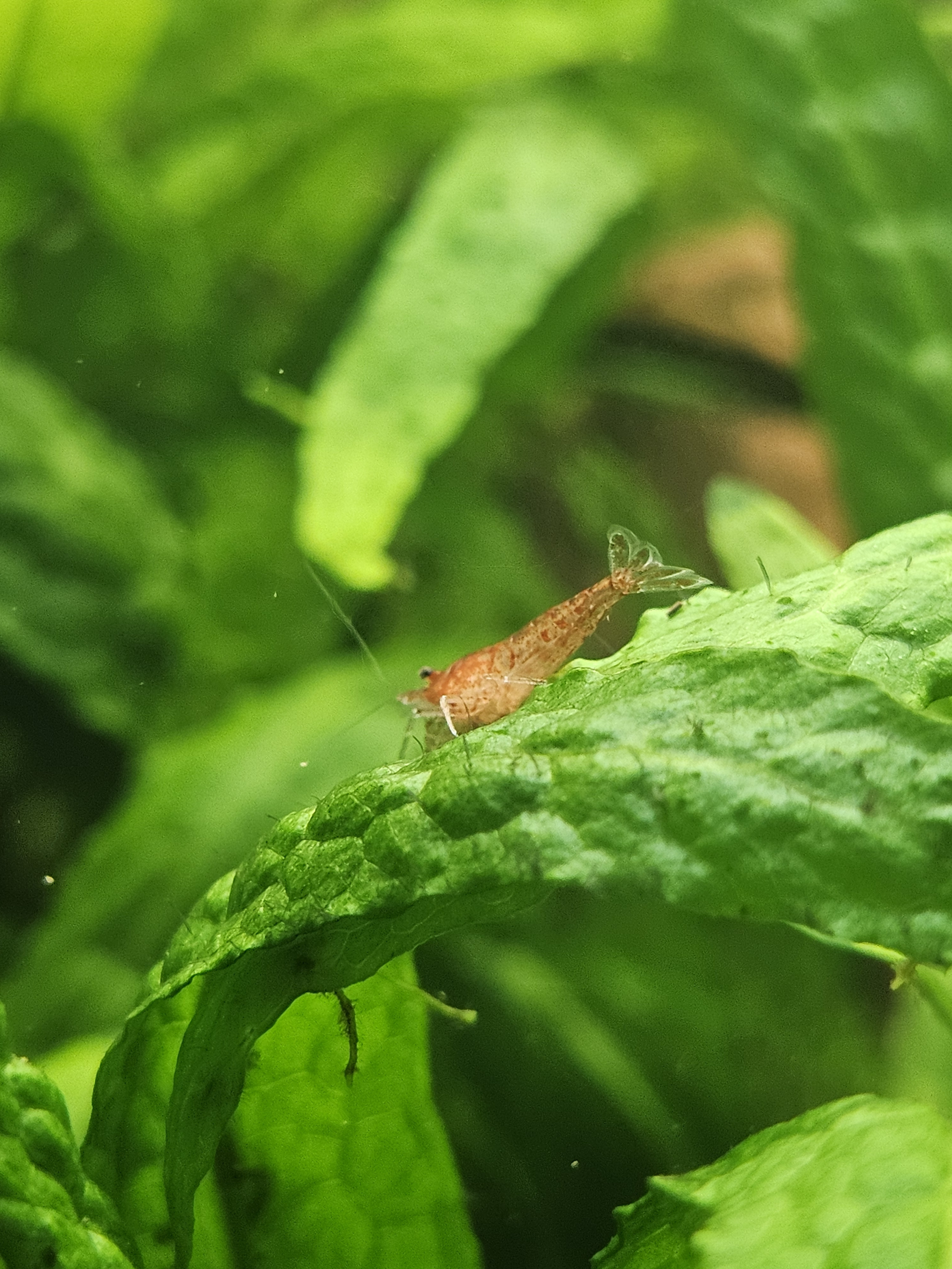 50 x Red cherry shrimp low/medium grade