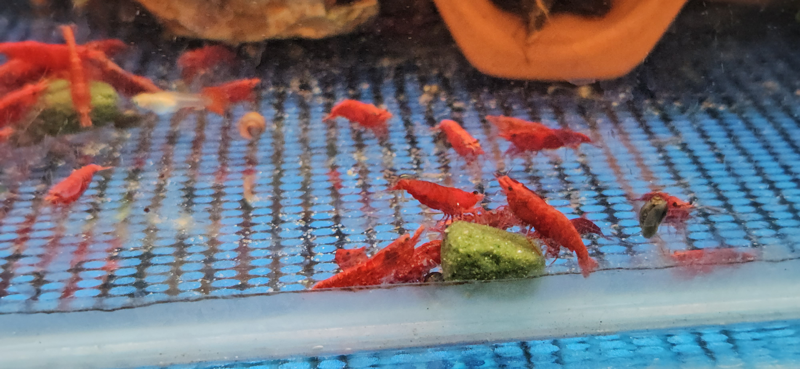 Premium UK-Bred High Grade Fire Red Shrimp - Neocaridina Davidi for Sale - Buy Direct and Save on Fees